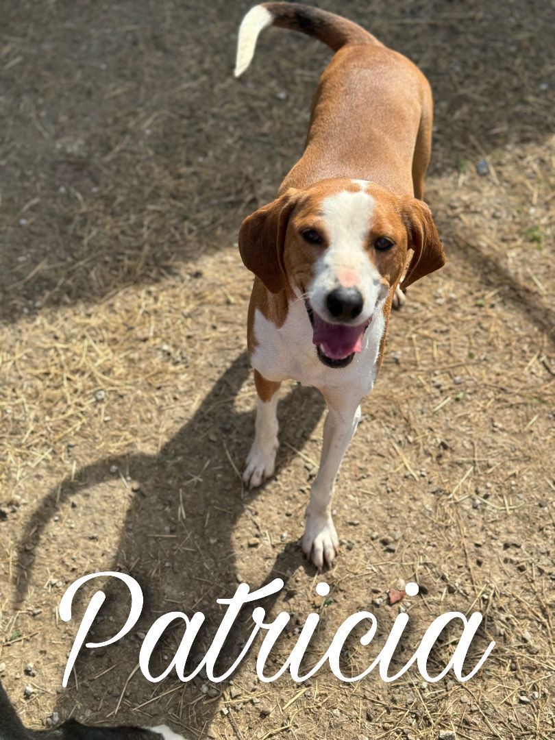 Enlarge Patricia, a Adoptable mixed breed in Dallas, TX image 1/1
