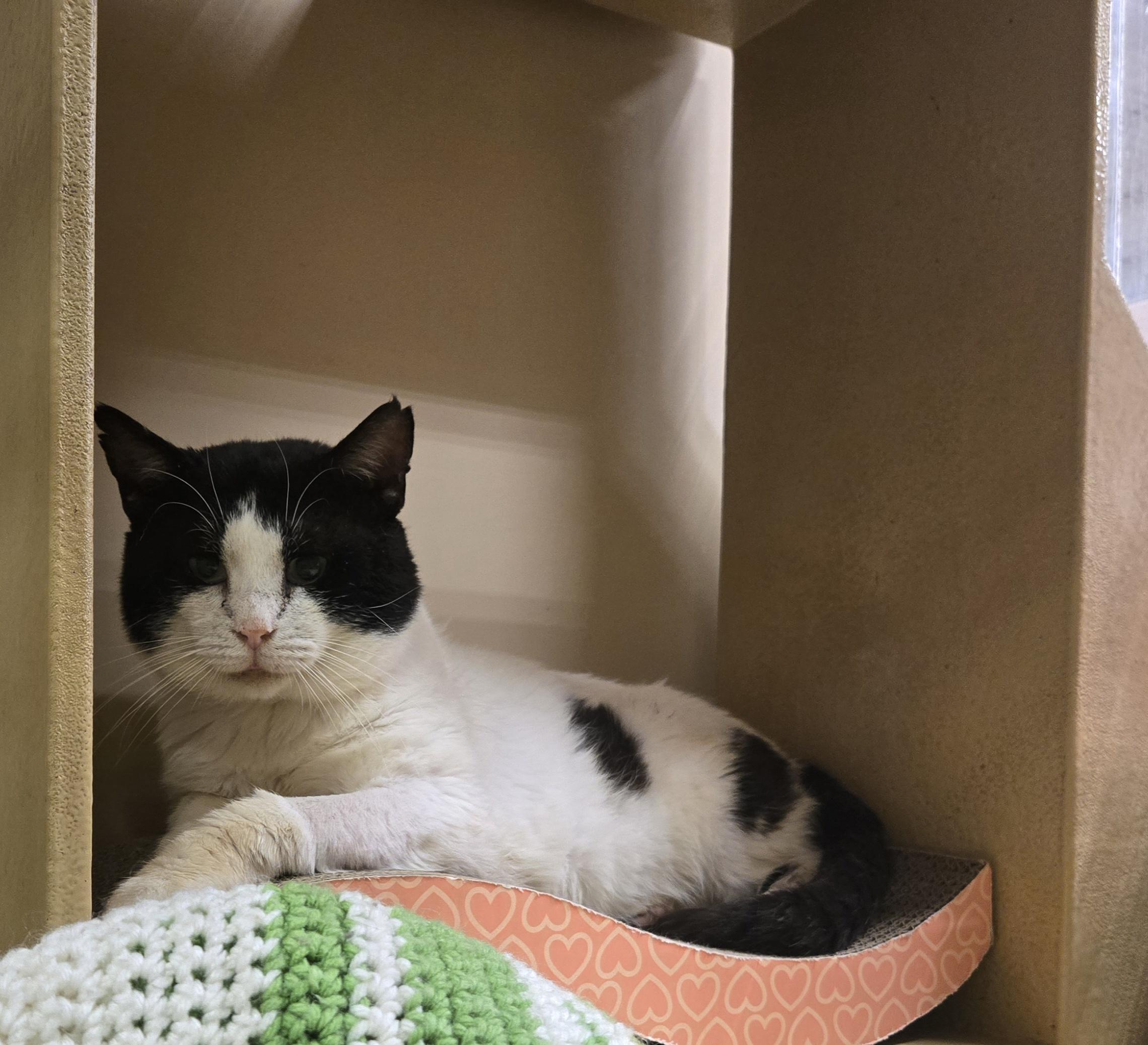 Enlarge MASON, a Adoptable Domestic Short Hair in Tillsonburg, ON image 2/5