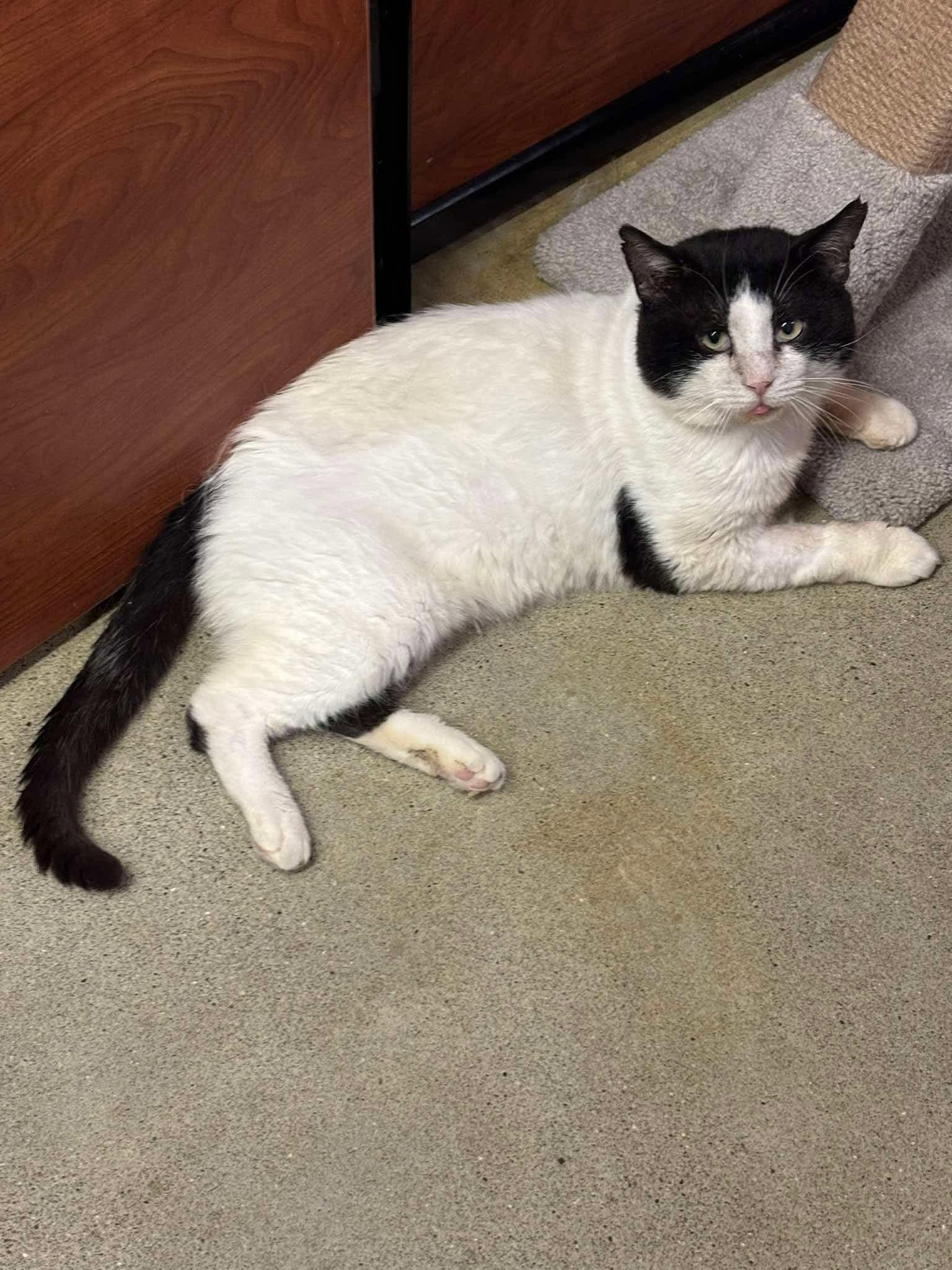 Enlarge MASON, a Adoptable Domestic Short Hair in Tillsonburg, ON image 4/5