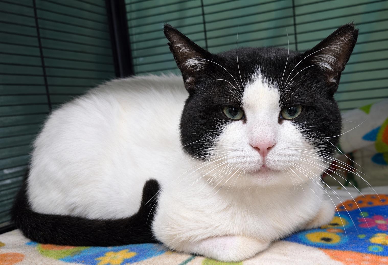 Enlarge MASON, a Adoptable Domestic Short Hair in Tillsonburg, ON image 1/5