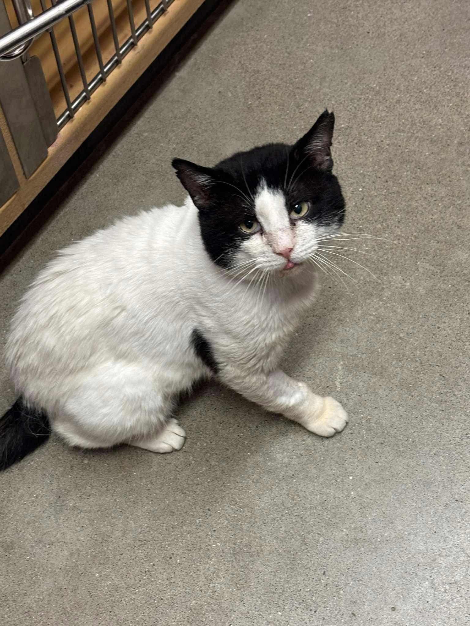 Enlarge MASON, a Adoptable Domestic Short Hair in Tillsonburg, ON image 5/5