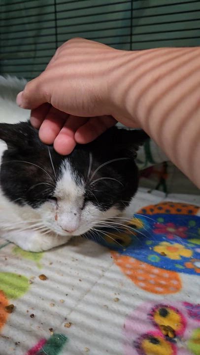 Enlarge MASON, a Adoptable Domestic Short Hair in Tillsonburg, ON video 3/5