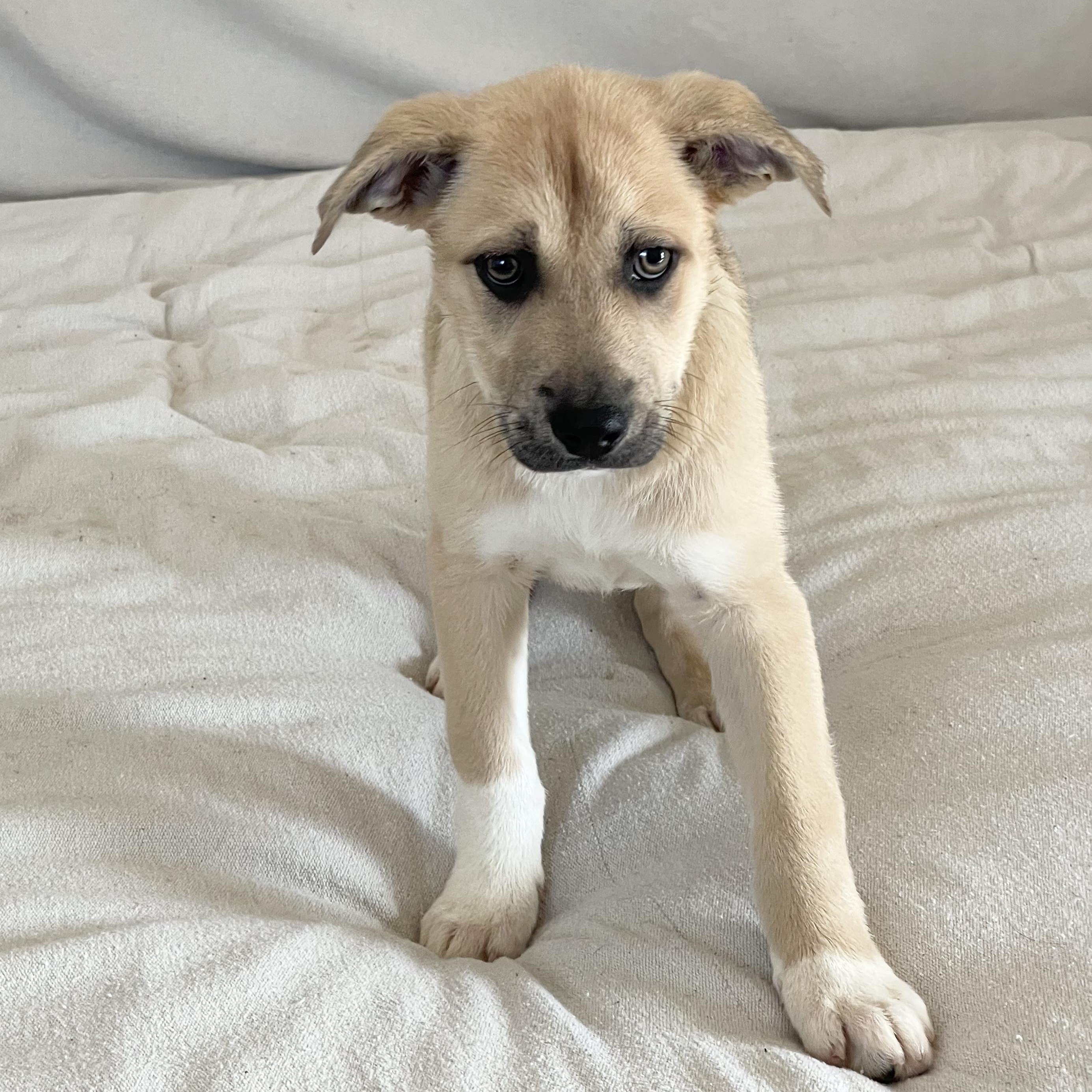 Lovely lamb — thumbnail 2