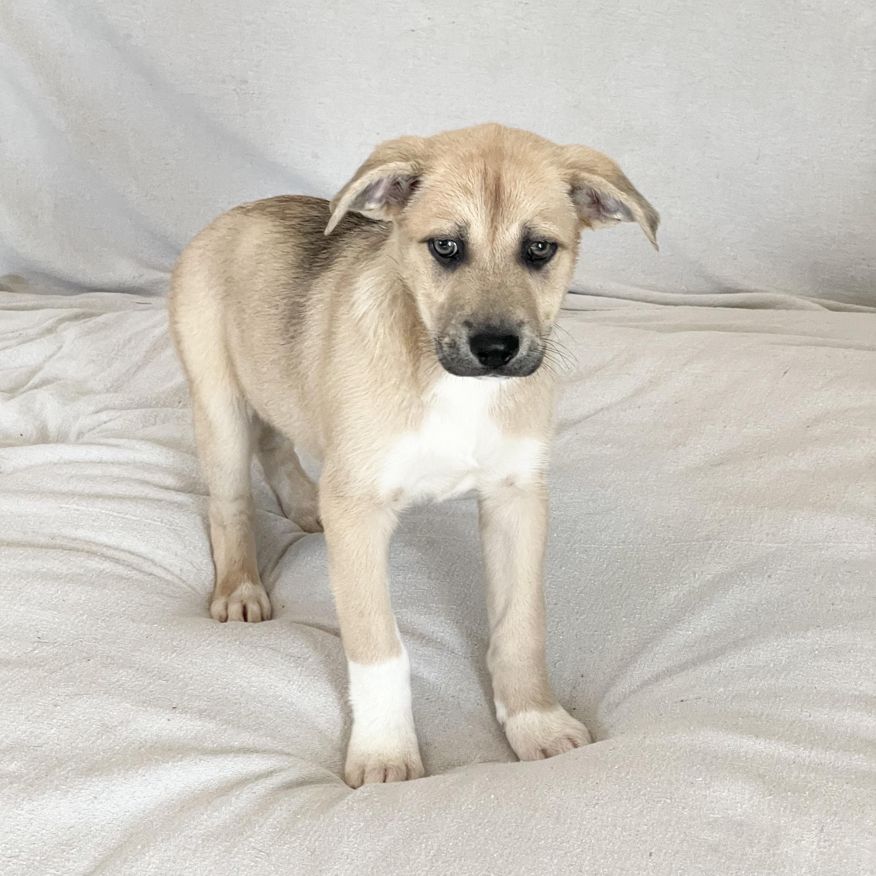 Lovely lamb — thumbnail 3