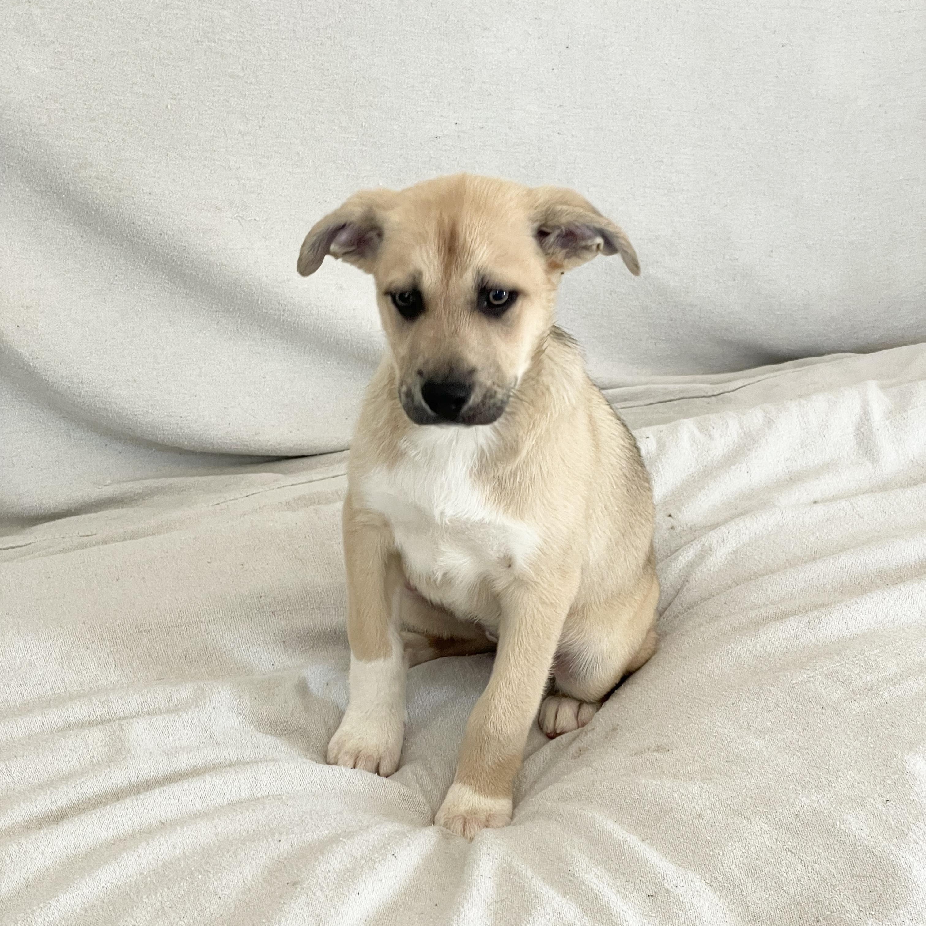 Lovely lamb — thumbnail 4