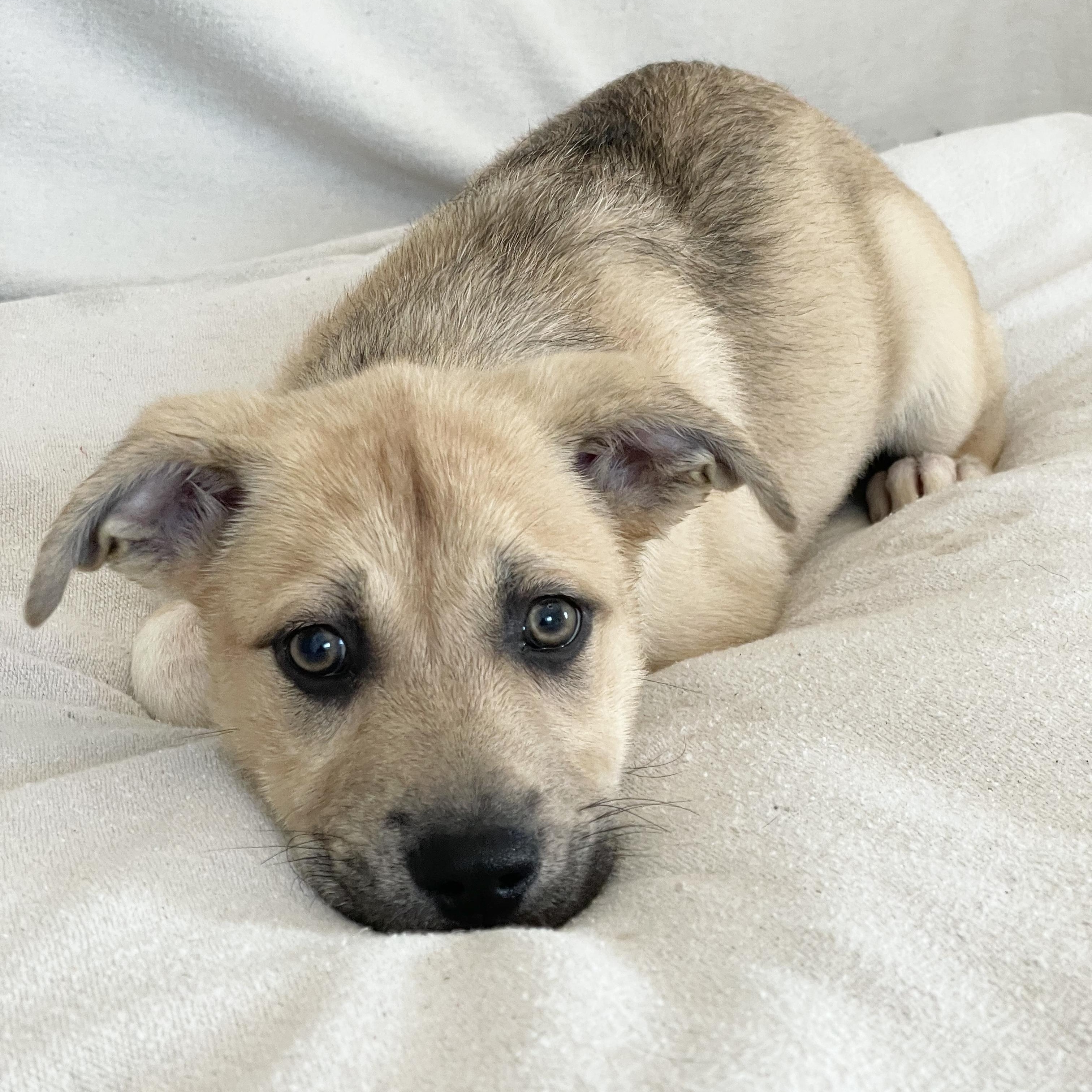 Lovely lamb — thumbnail 5