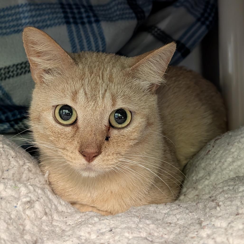 Phineas, Adoptable, Senior Male Domestic Short Hair.