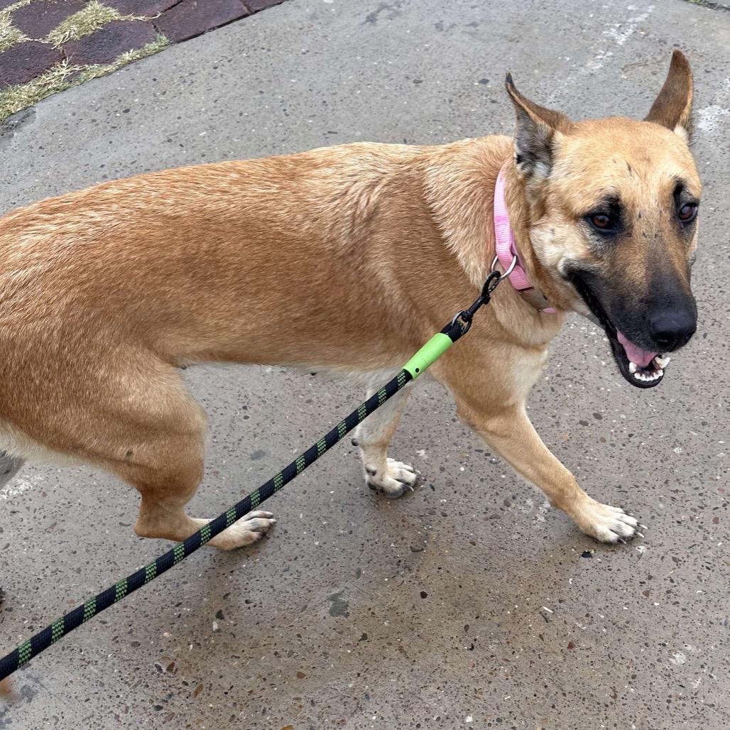 Maya, a Adoptable mixed breed in Aledo, TX image 1/6