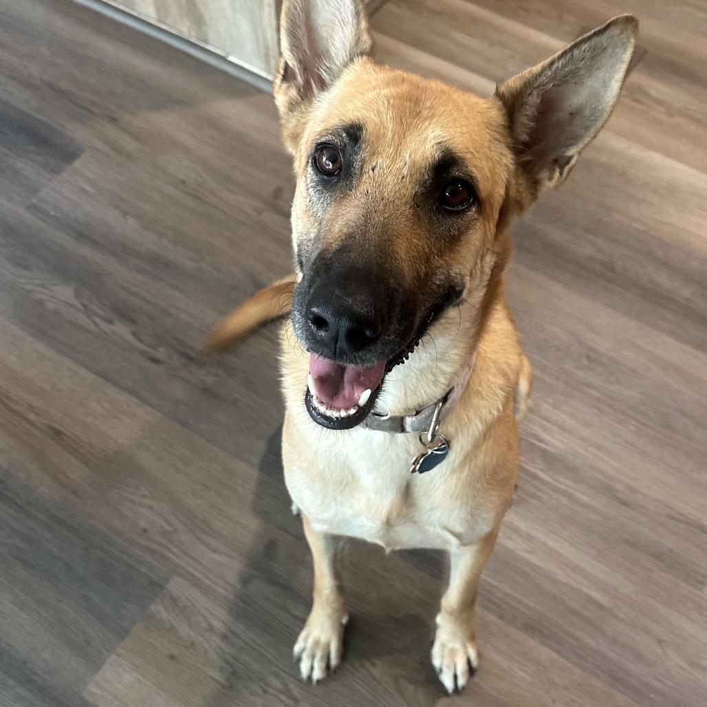 Maya, a Adoptable mixed breed in Aledo, TX image 2/6