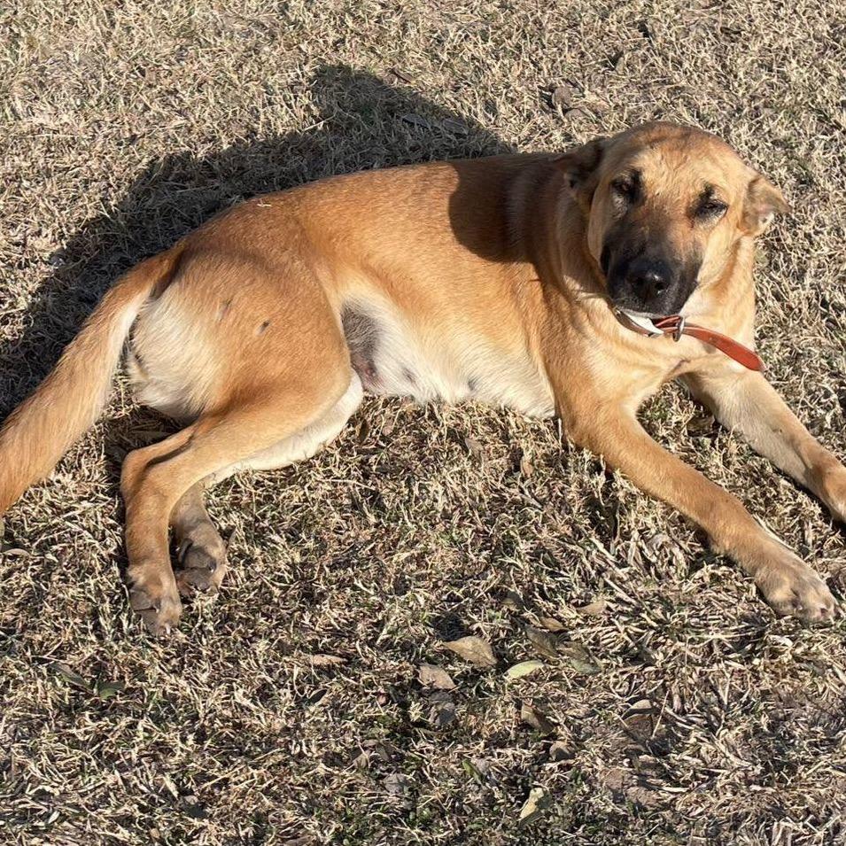 Maya, a Adoptable mixed breed in Aledo, TX image 3/6