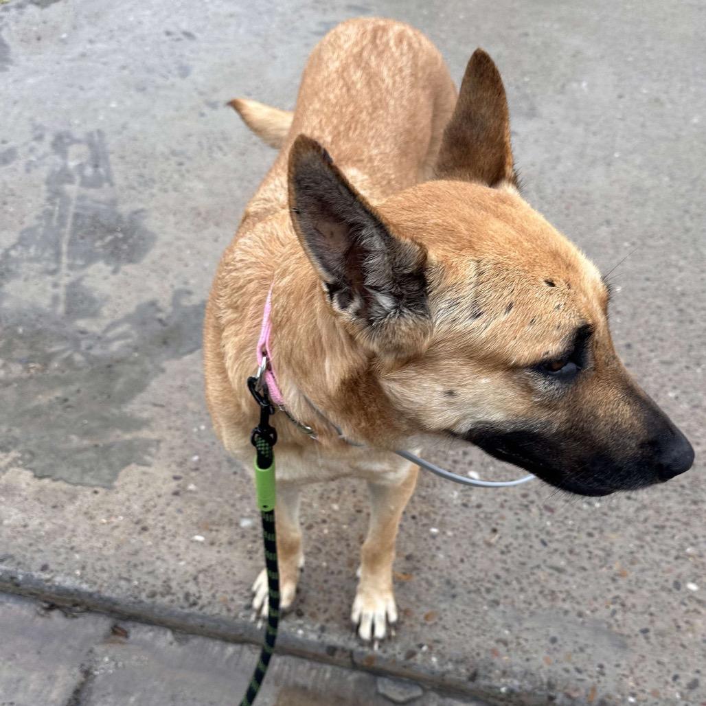 Maya, a Adoptable mixed breed in Aledo, TX image 4/6