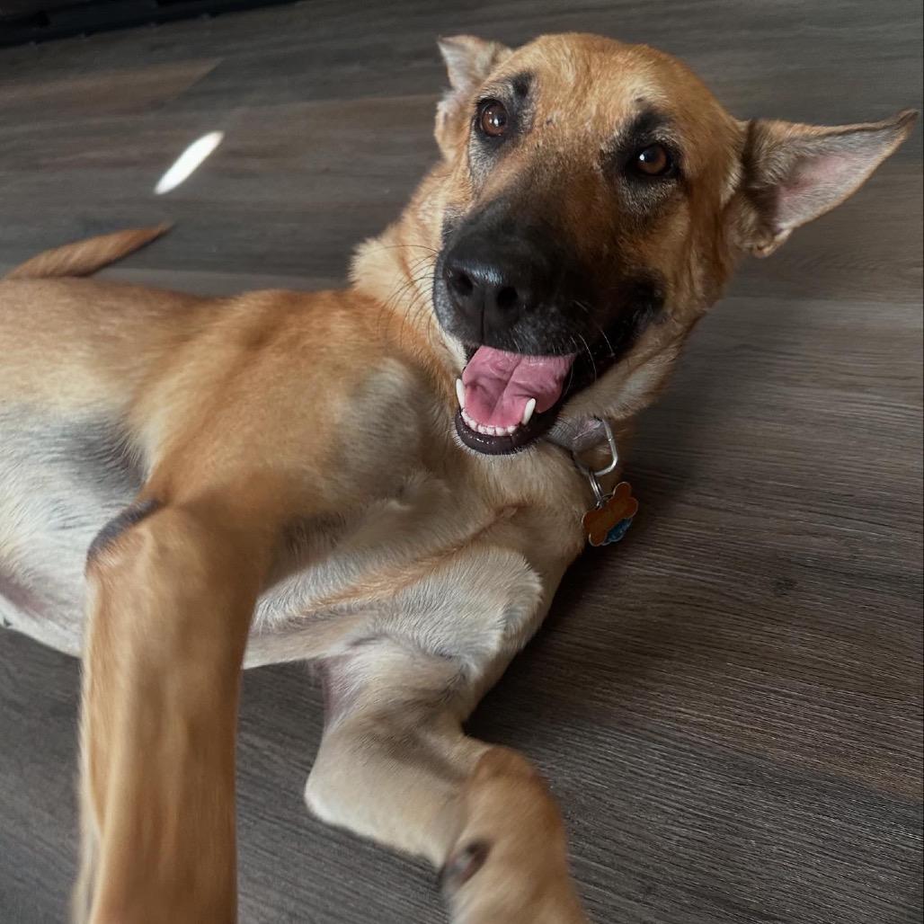 Maya, a Adoptable mixed breed in Aledo, TX image 5/6