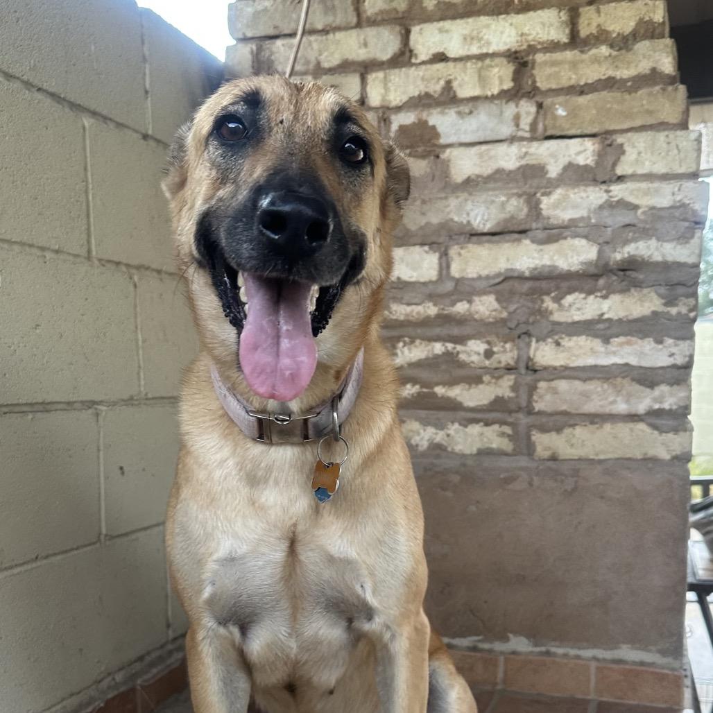 Maya, a Adoptable mixed breed in Aledo, TX image 6/6