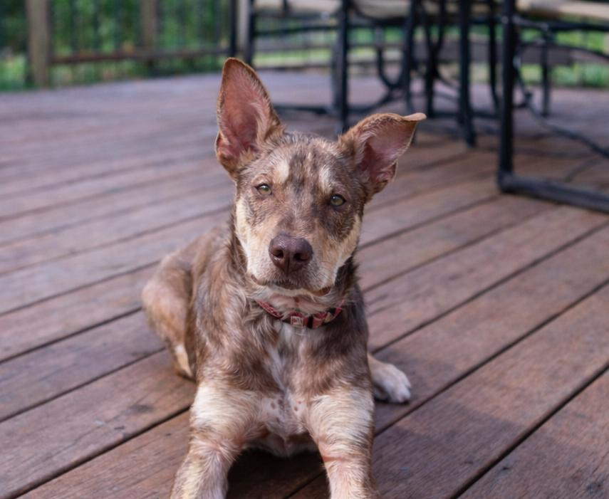 Trooper PUPS FOR PAROLE GRADUATE — thumbnail 3