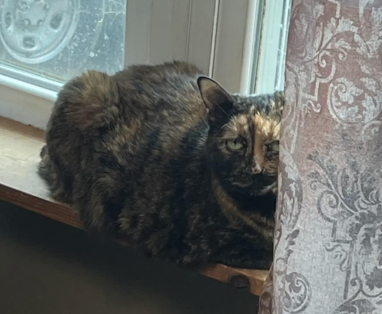 Enlarge Allie, a ADOPTABLE Tortoiseshell in Plain City, OH image 2/5