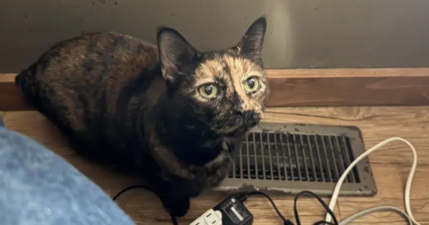 Enlarge Allie, a ADOPTABLE Tortoiseshell in Plain City, OH image 4/5