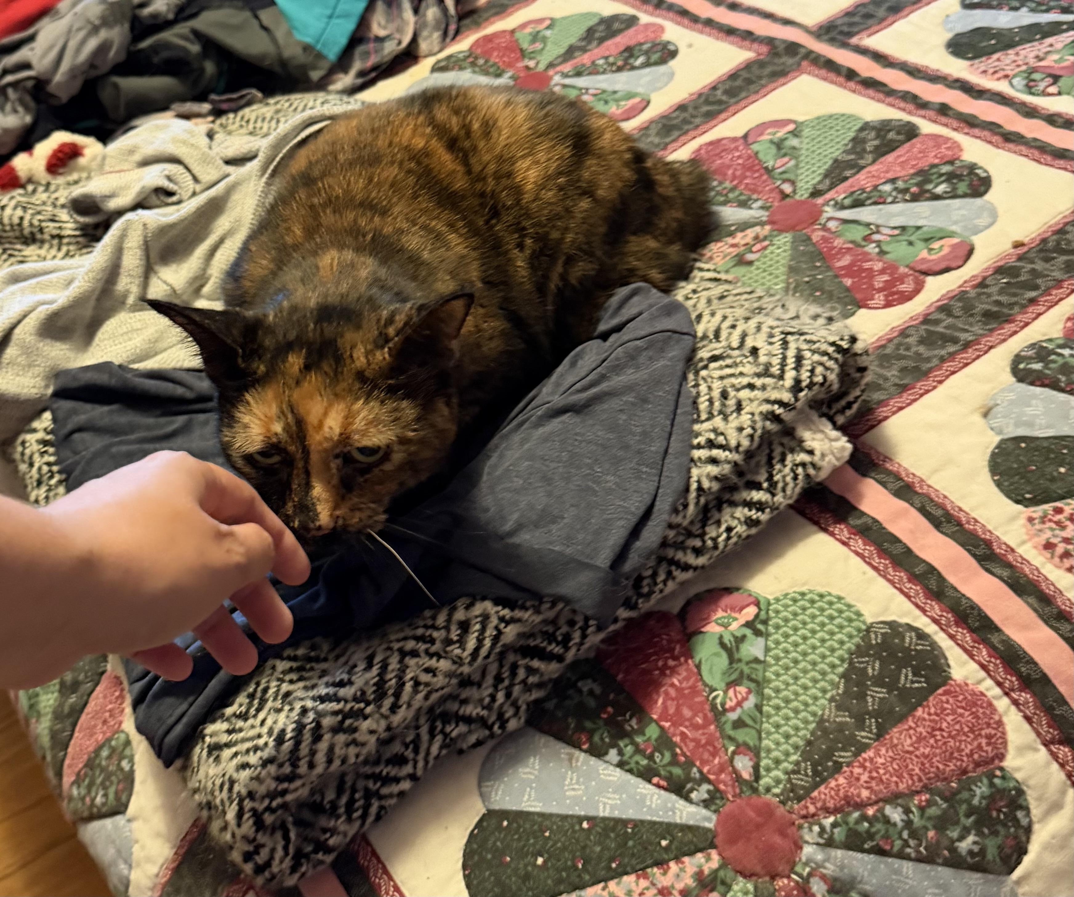 Enlarge Allie, a ADOPTABLE Tortoiseshell in Plain City, OH image 3/5