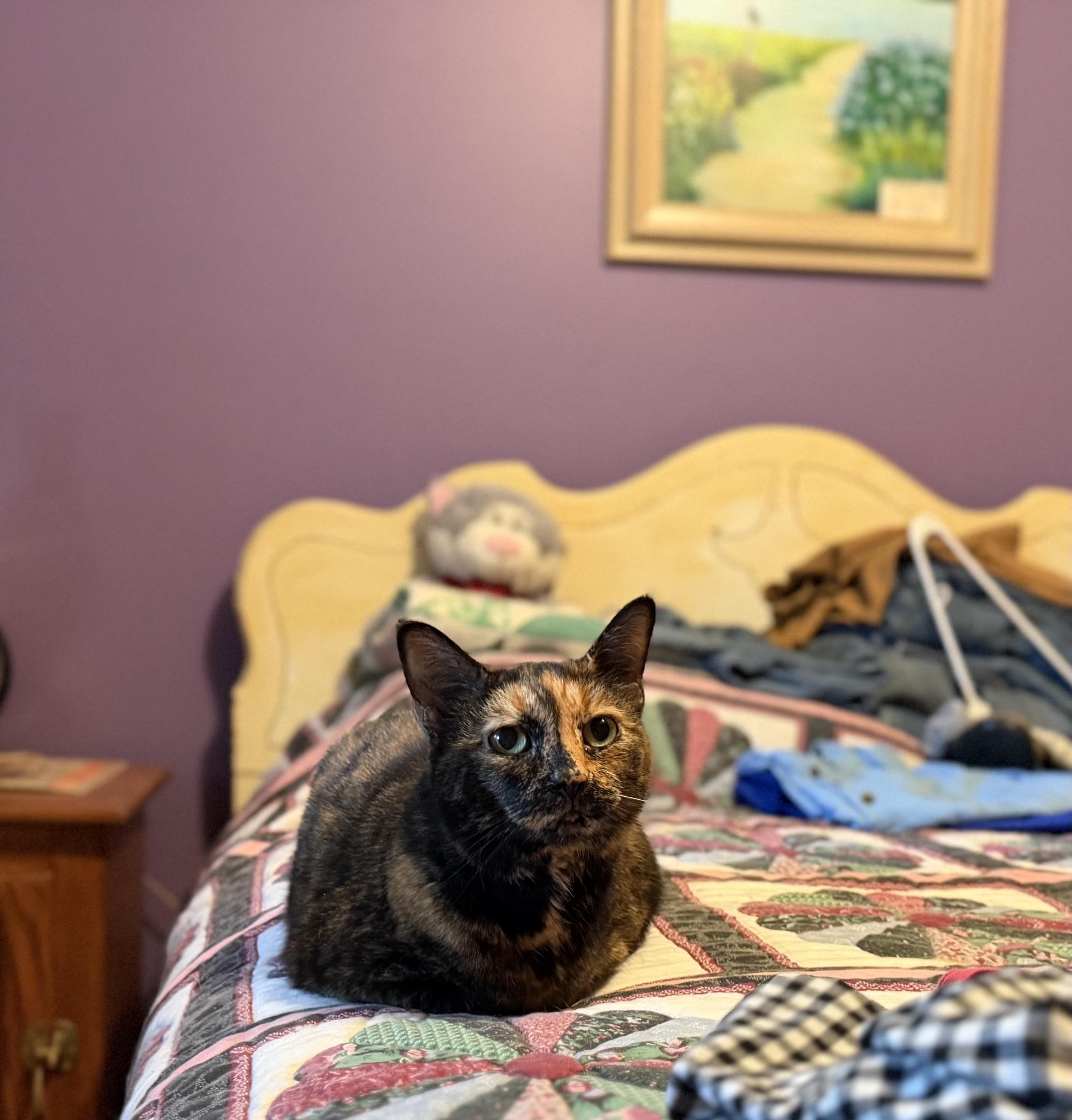 Enlarge Allie, a ADOPTABLE Tortoiseshell in Plain City, OH image 5/5