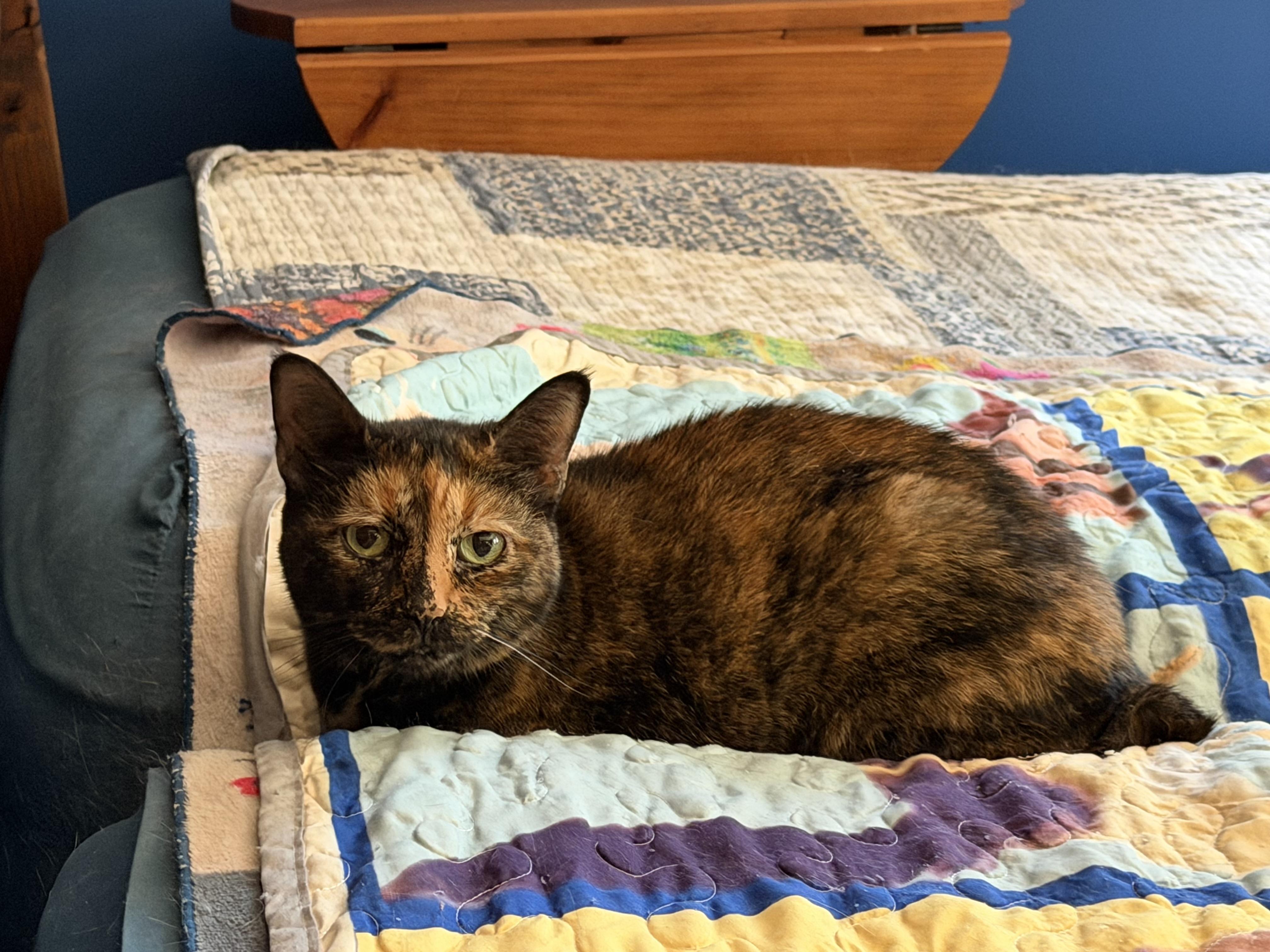 Allie, an adopted Tortoiseshell in Plain City, OH image 6/6