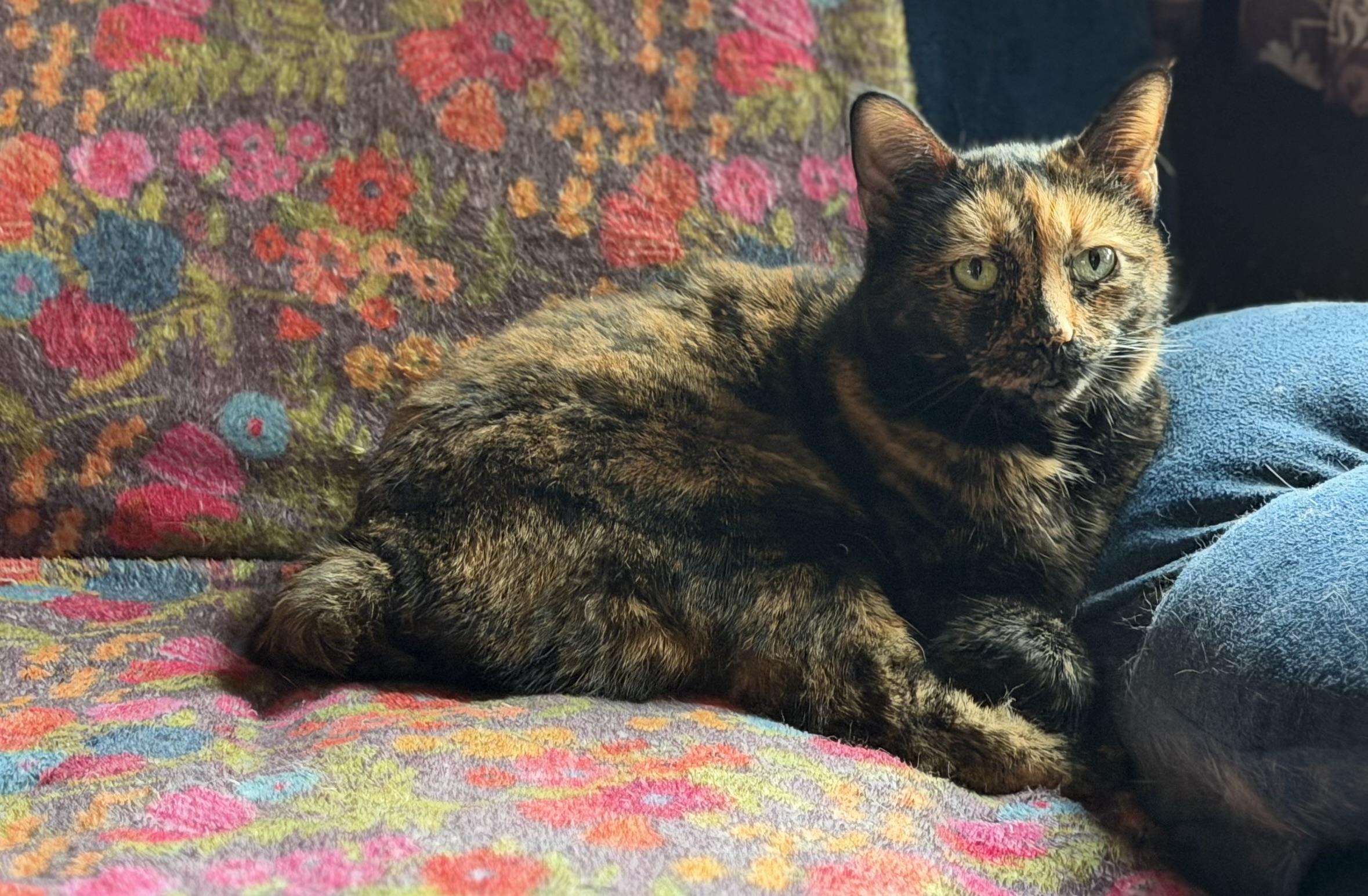 Allie, ADOPTABLE, Adult Female Tortoiseshell.