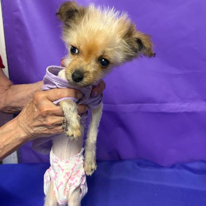 Enlarge Urchin, a Adoptable Chihuahua in North Myrtle Beach, SC image 2/3