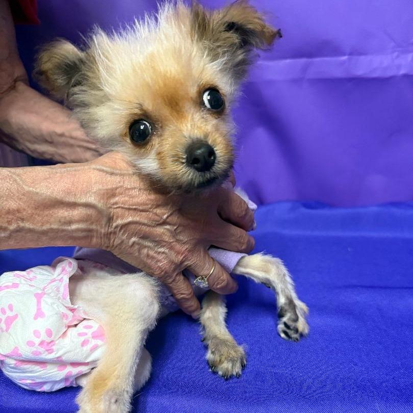 Enlarge Urchin, a Adoptable Chihuahua in North Myrtle Beach, SC image 3/3