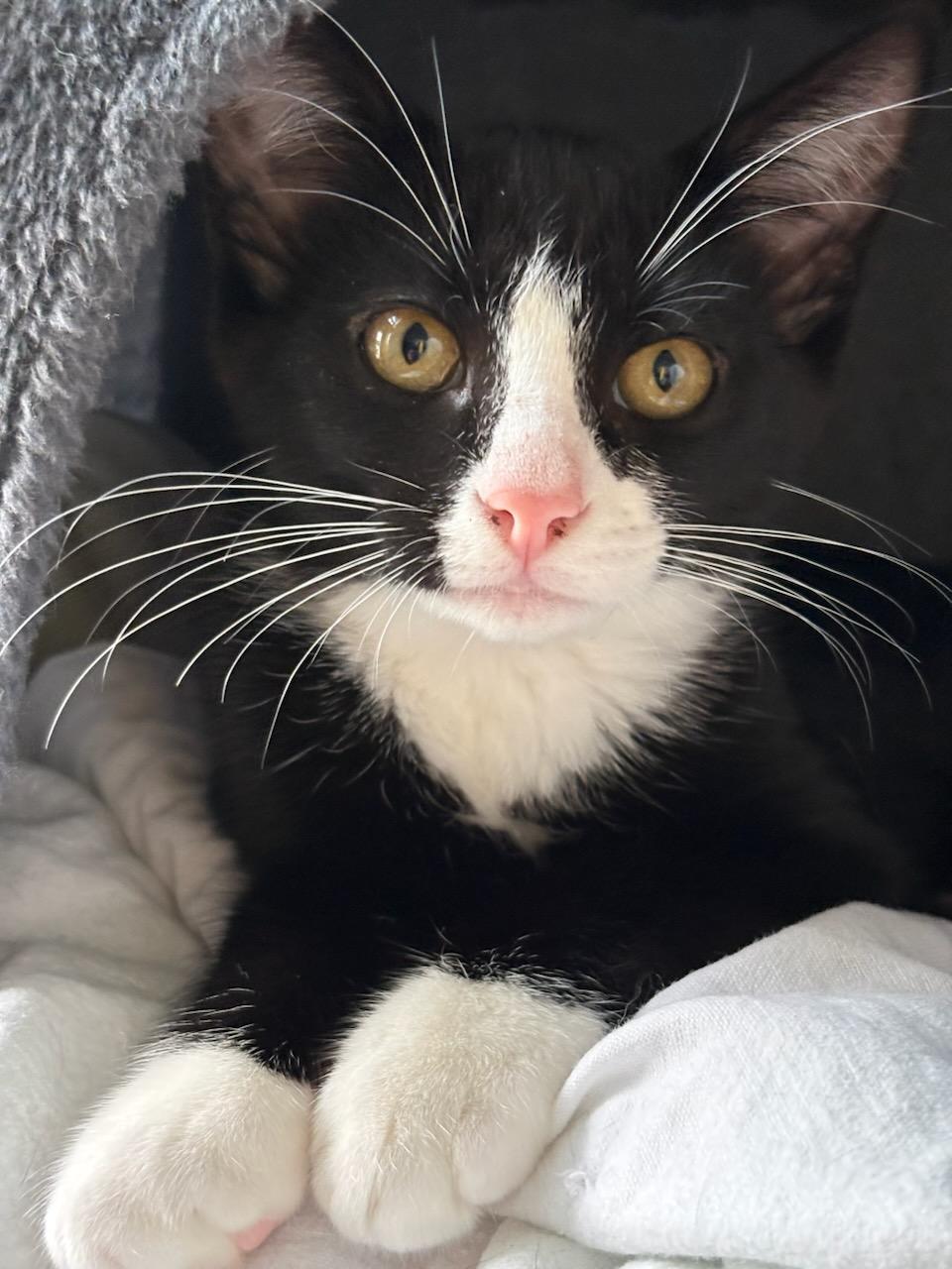 Sylvester, Adoptable, Kitten Male Domestic Short Hair.