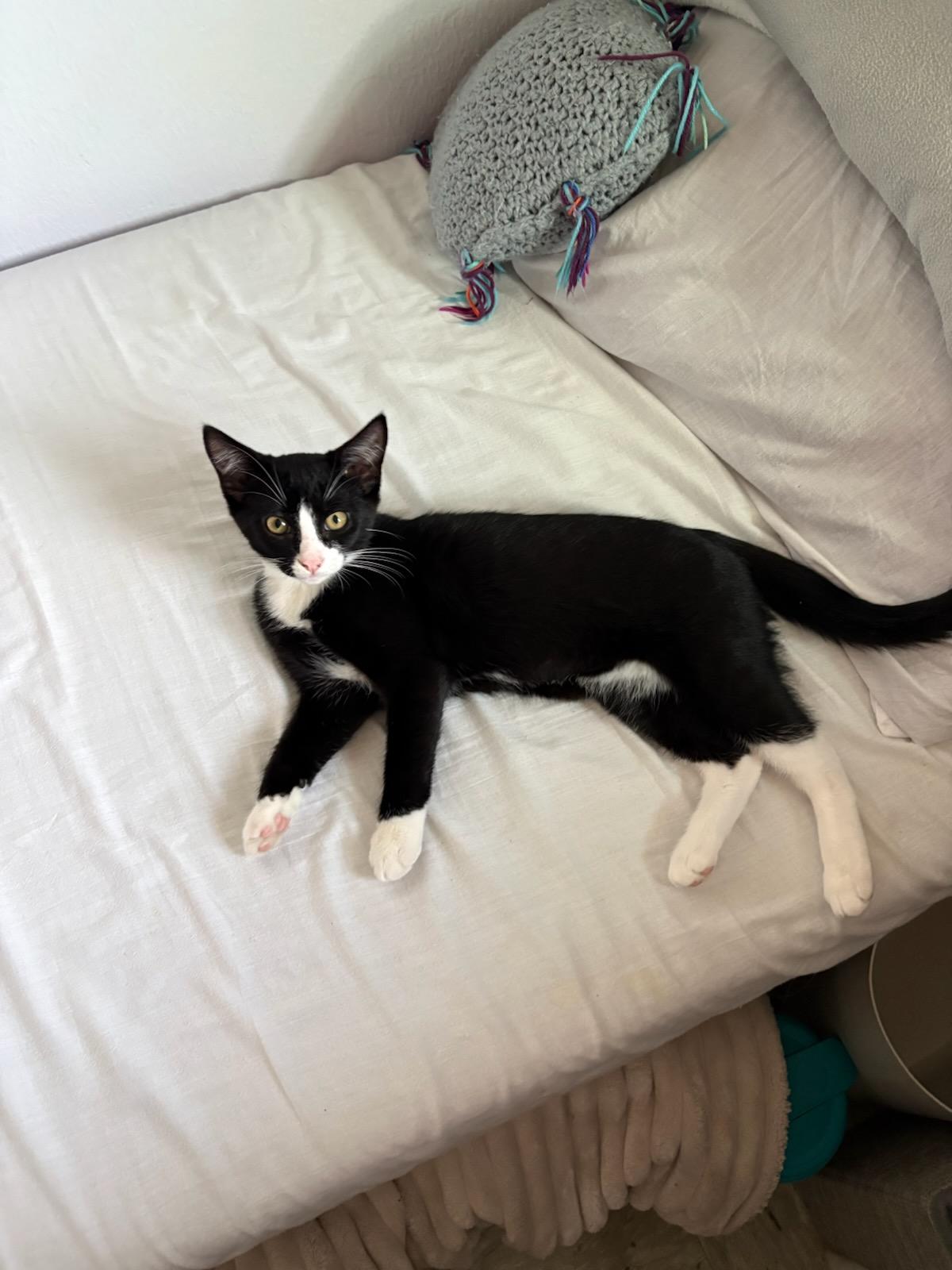 Enlarge Sylvester, a Adoptable Domestic Short Hair in Gig Harbor, WA image 2/2