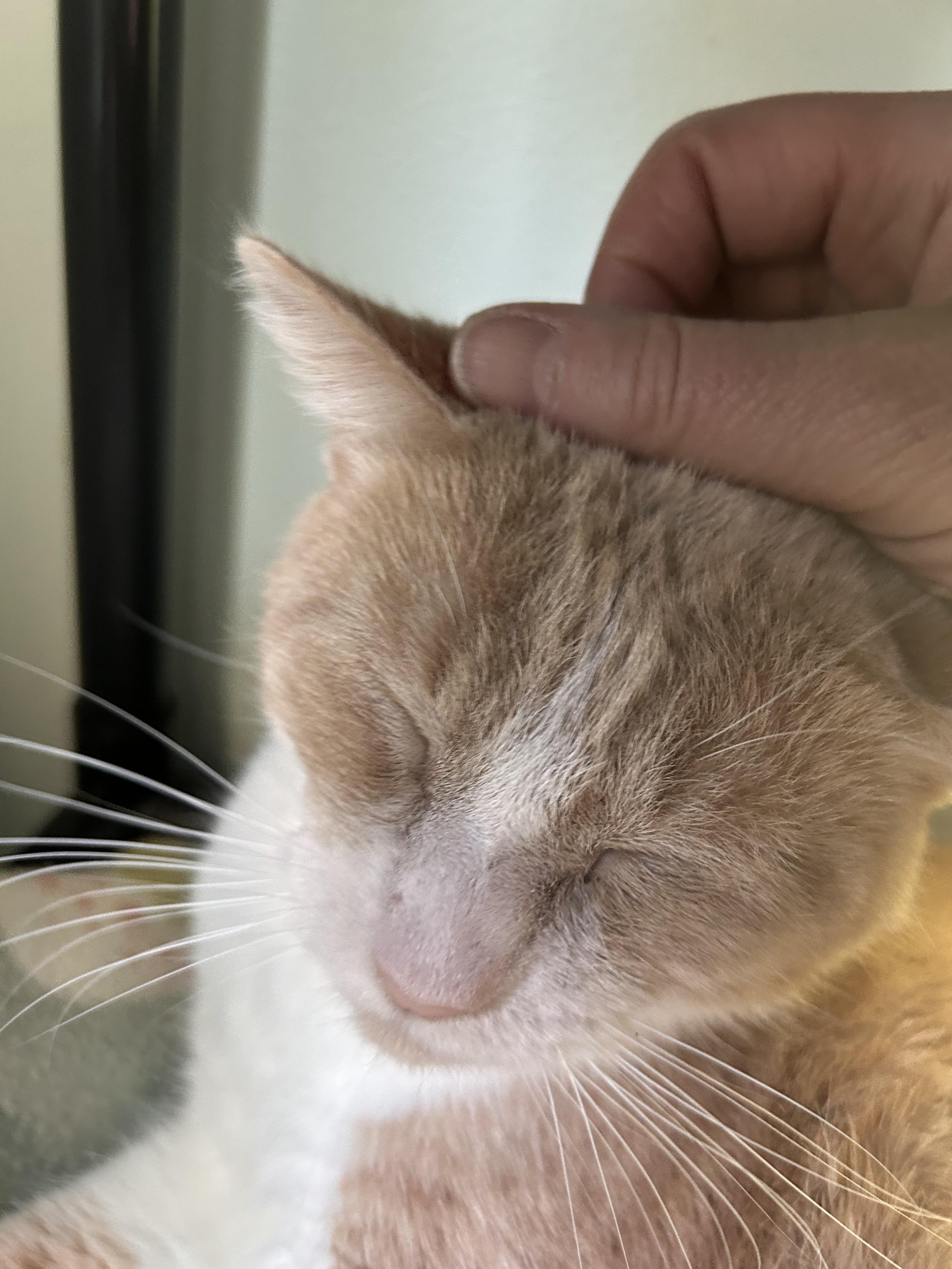 Enlarge Banjo, a ADOPTABLE Tabby in Grand Rapids, MI image 6/6