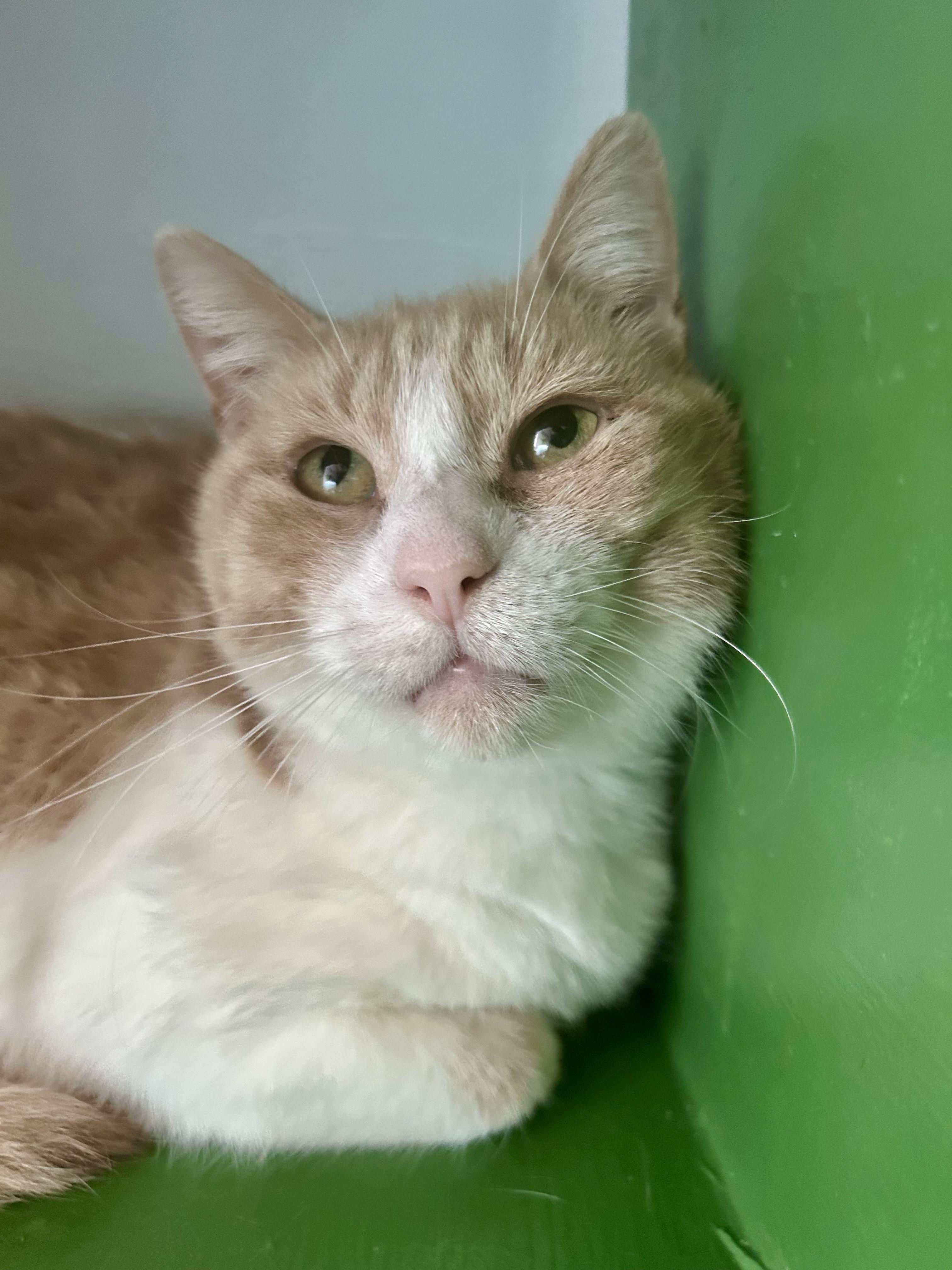 Banjo, ADOPTABLE, Young Male Tabby.
