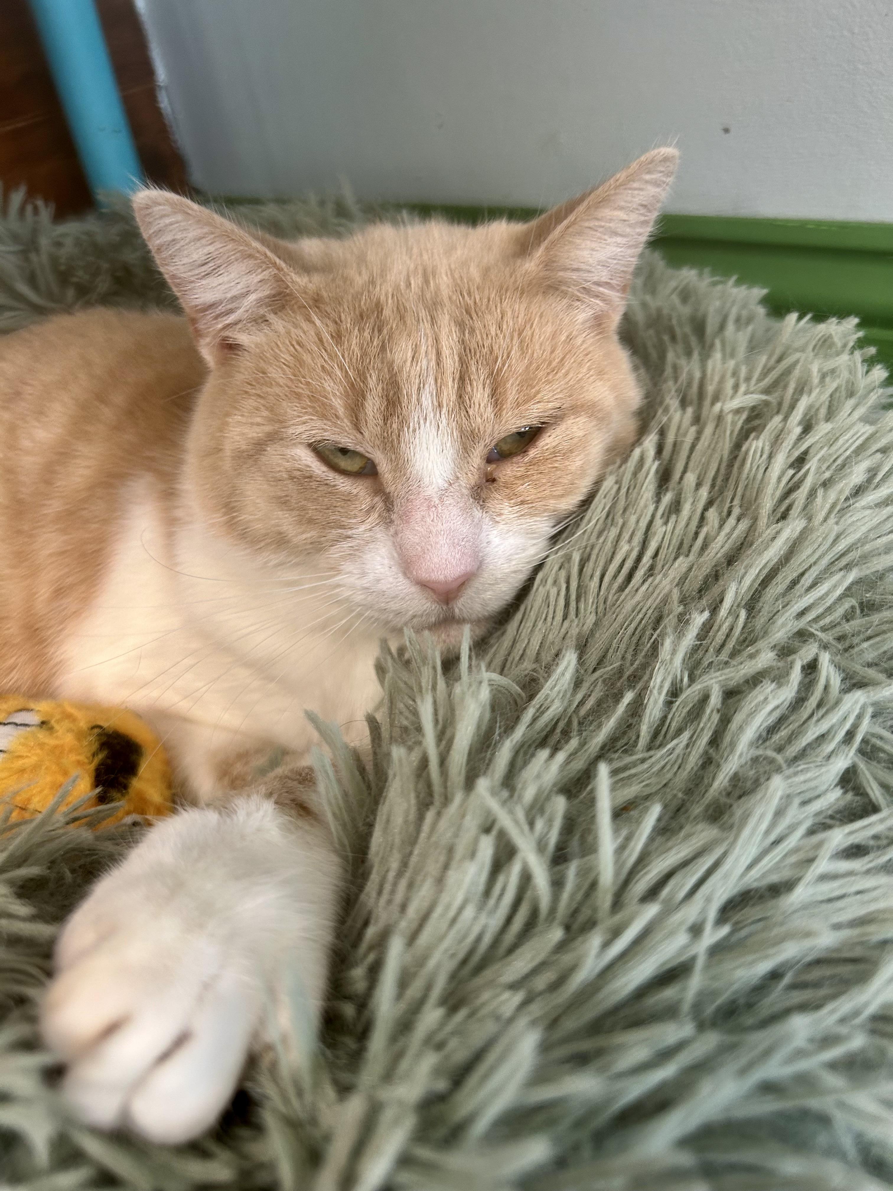 Enlarge Banjo, a ADOPTABLE Tabby in Grand Rapids, MI image 6/6