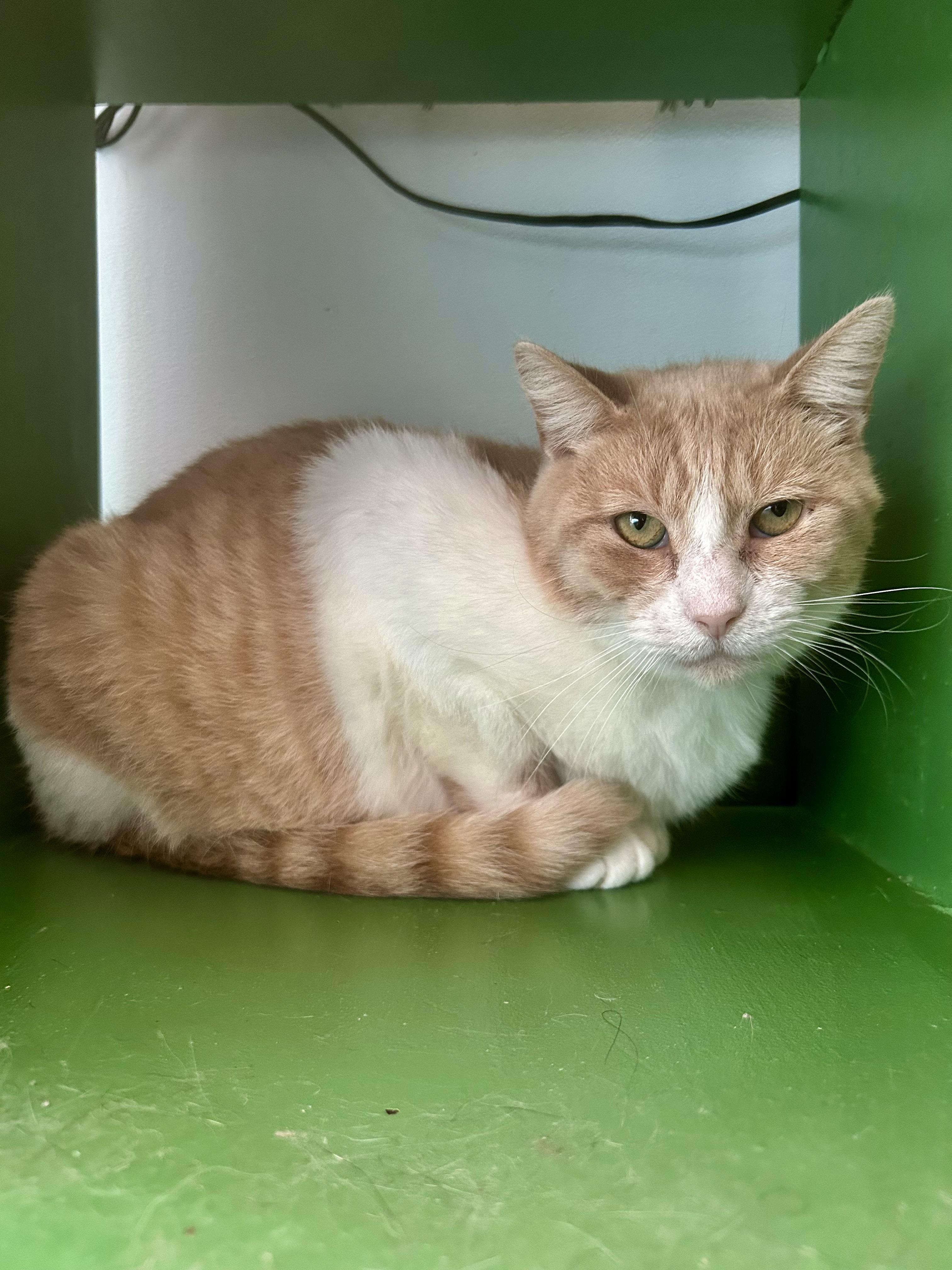 Enlarge Banjo, a ADOPTABLE Tabby in Grand Rapids, MI image 5/6
