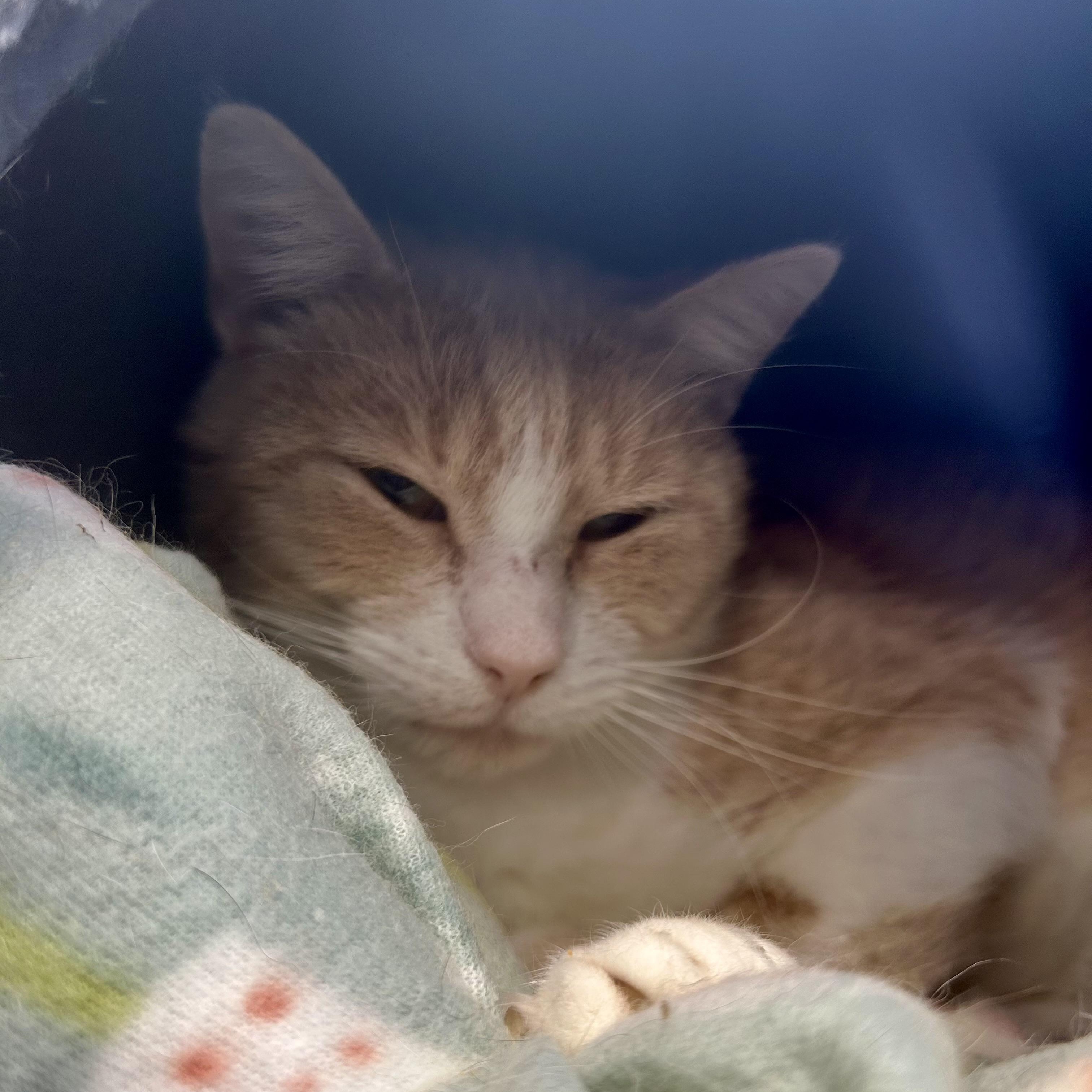 Enlarge Banjo, a ADOPTABLE Tabby in Grand Rapids, MI image 3/6