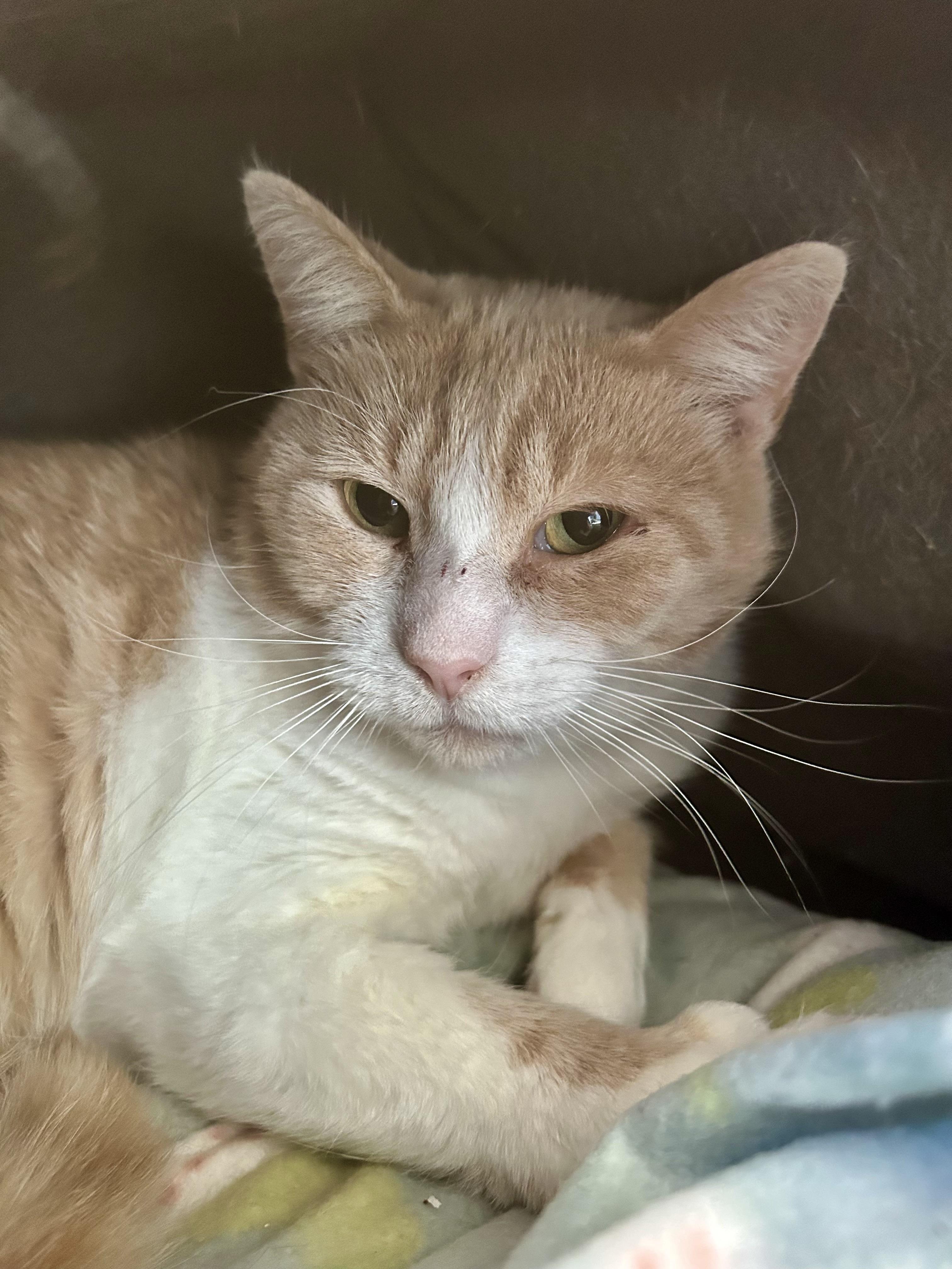Enlarge Banjo, a ADOPTABLE Tabby in Grand Rapids, MI image 4/6