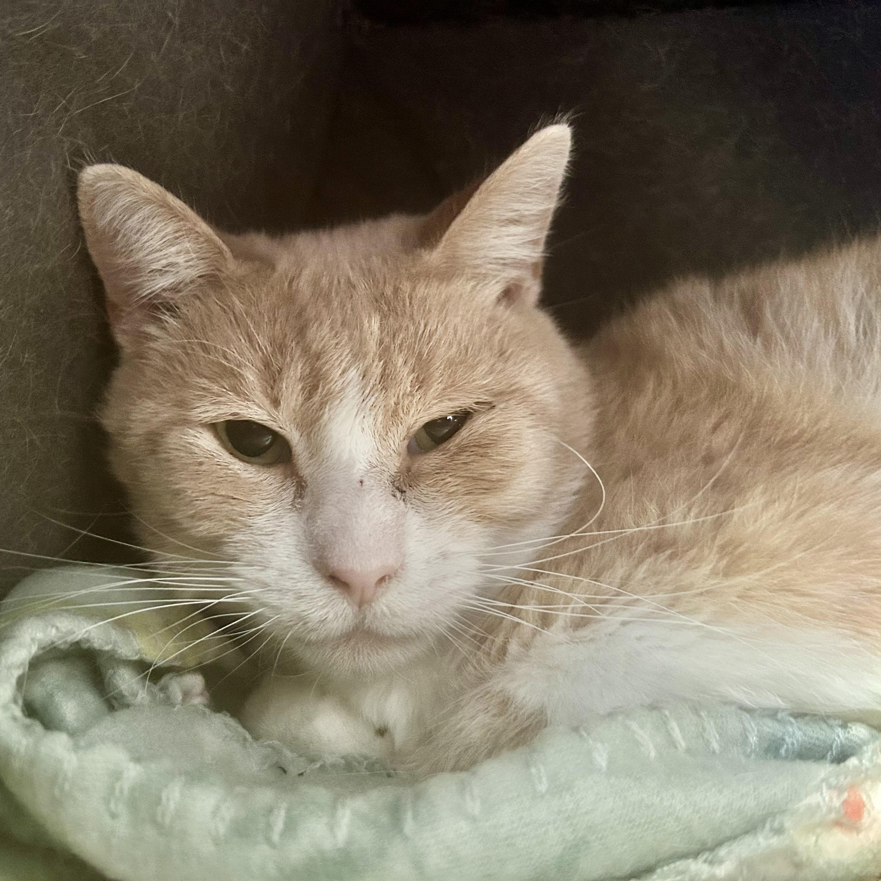 Enlarge Banjo, a ADOPTABLE Tabby in Grand Rapids, MI image 1/6