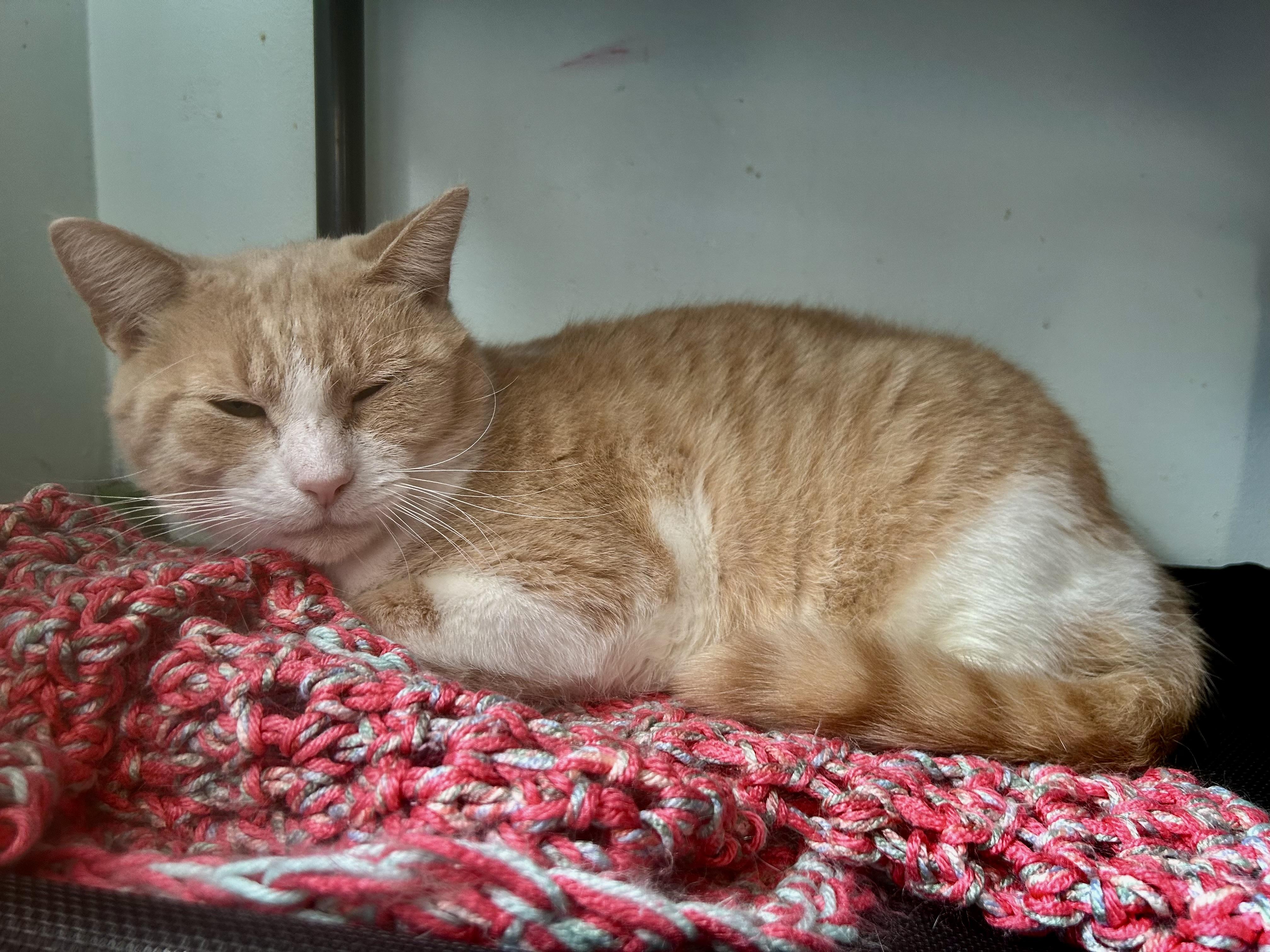 Enlarge Banjo, a ADOPTABLE Tabby in Grand Rapids, MI image 5/6