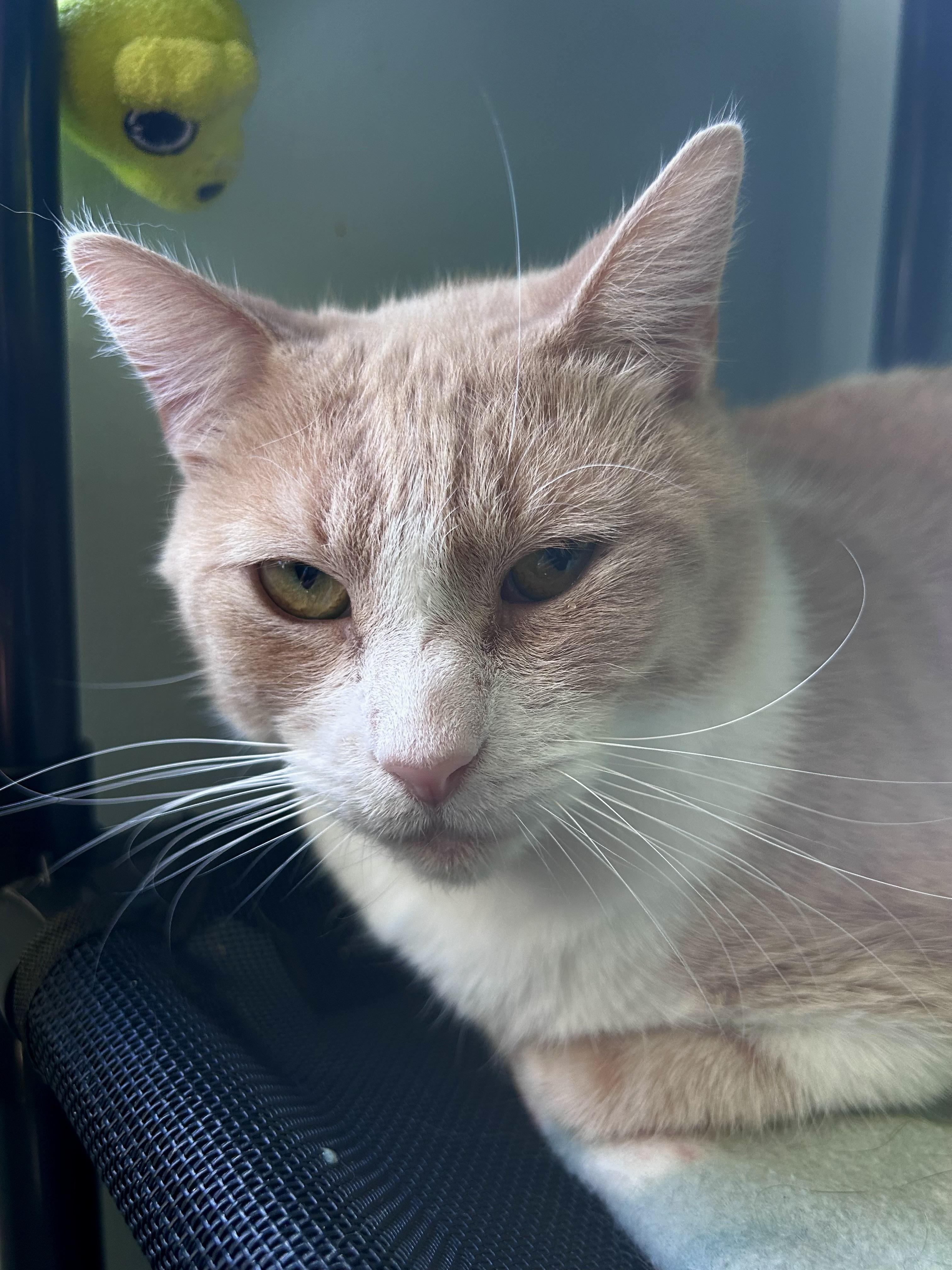 Banjo, ADOPTABLE, Young Male Tabby.