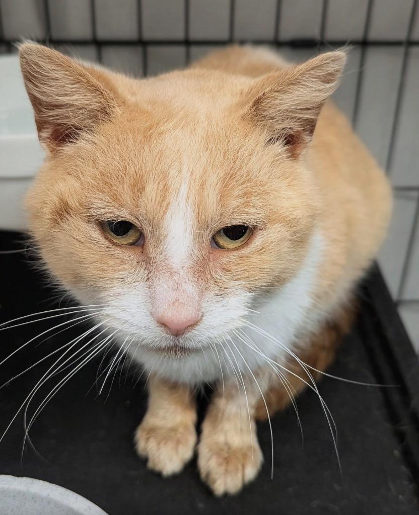 Enlarge Banjo, a ADOPTABLE Tabby in Grand Rapids, MI image 2/6