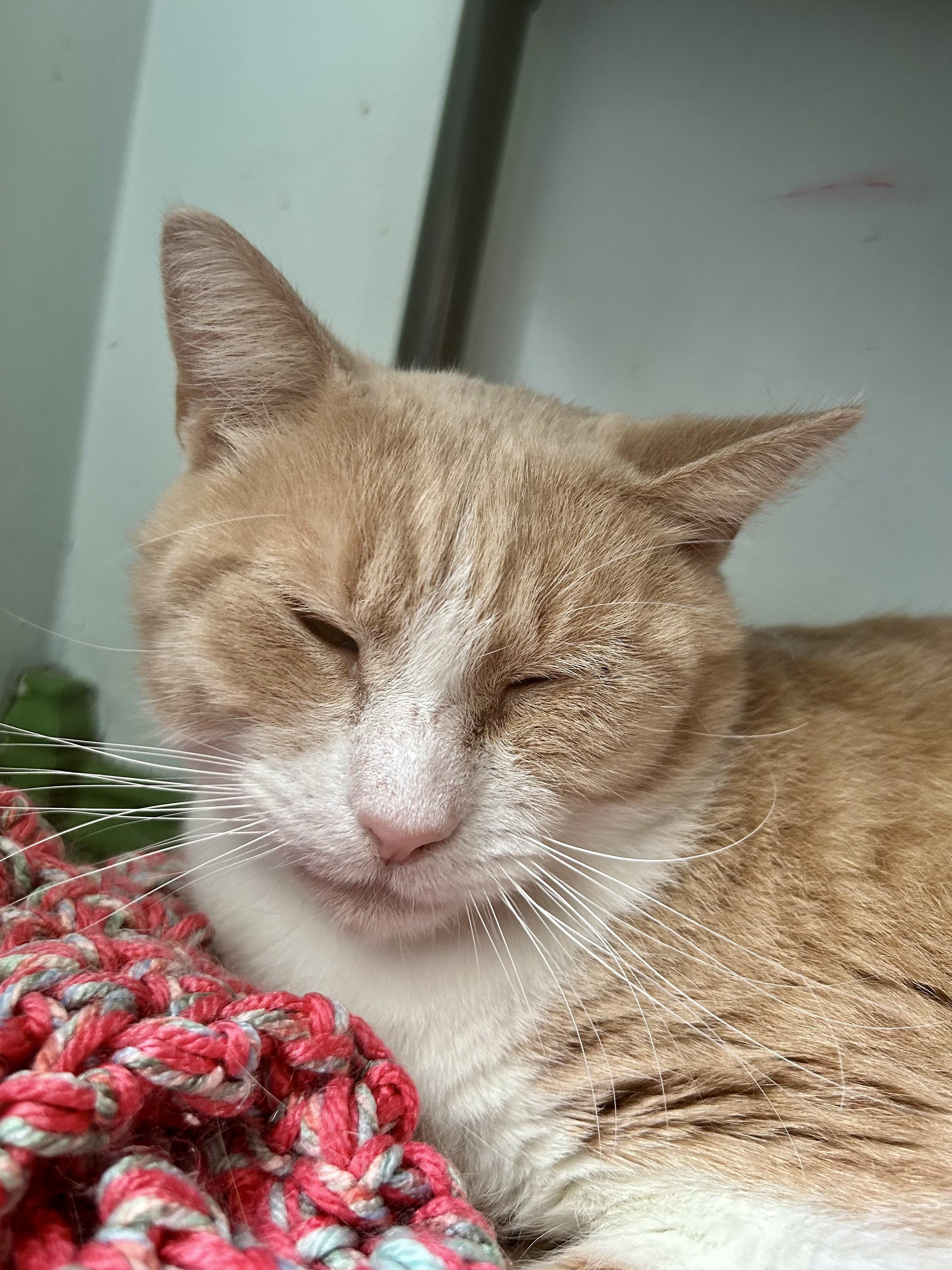 Enlarge Banjo, a ADOPTABLE Tabby in Grand Rapids, MI image 6/6