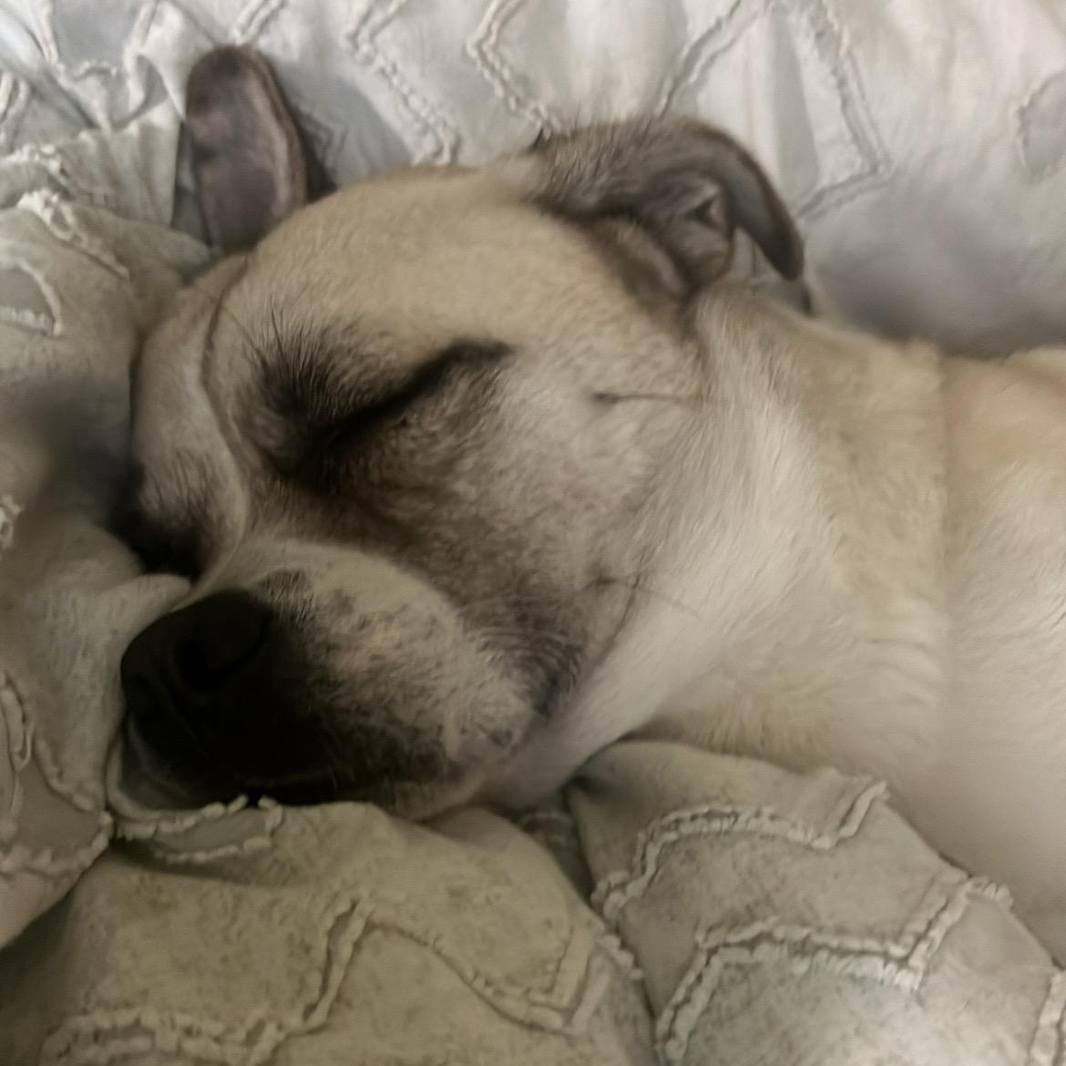 Dax, Adoptable, Adult Male Pug.