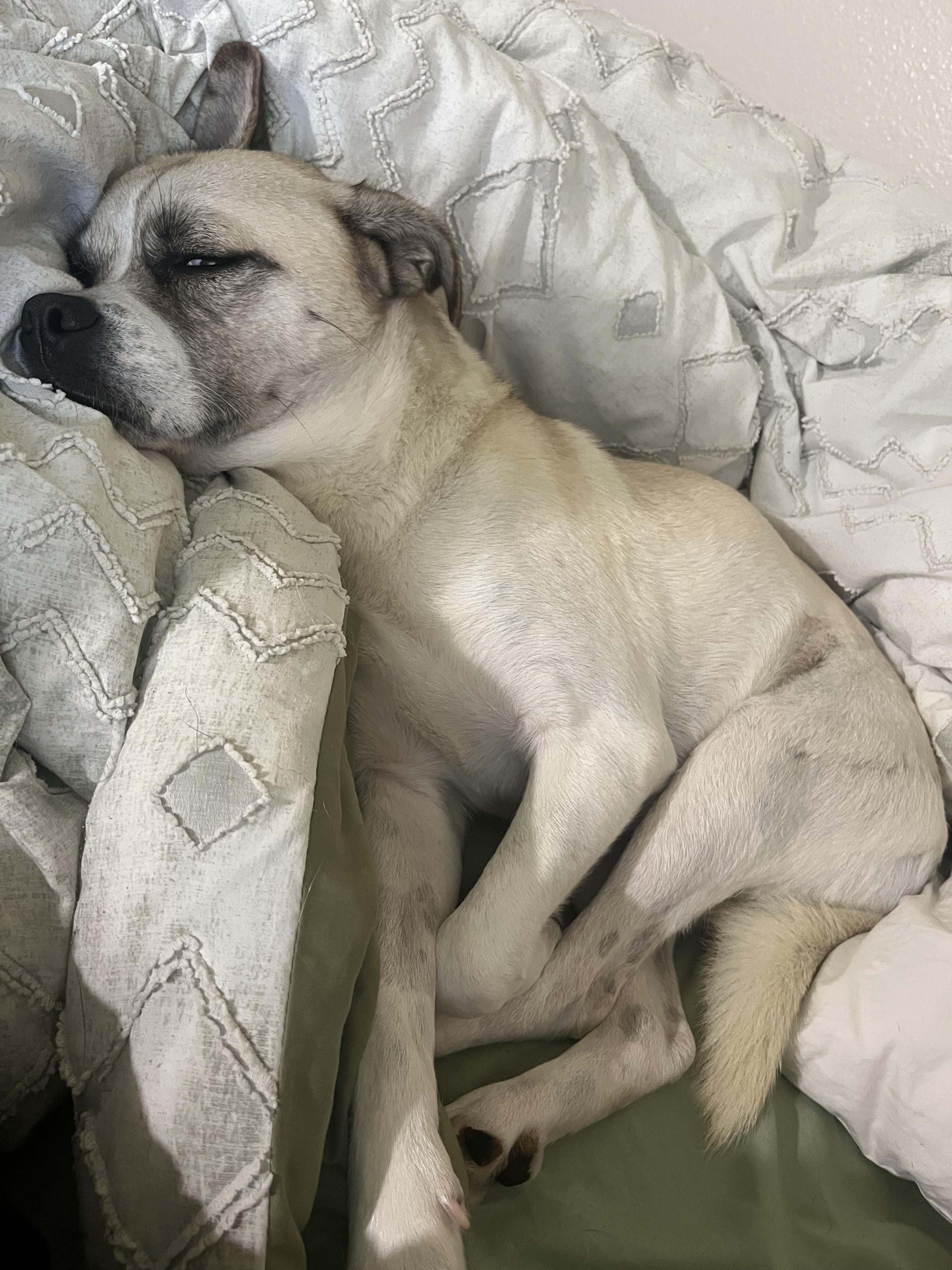 Enlarge Dax, a Adoptable mixed breed in Murrieta, CA image 2/4