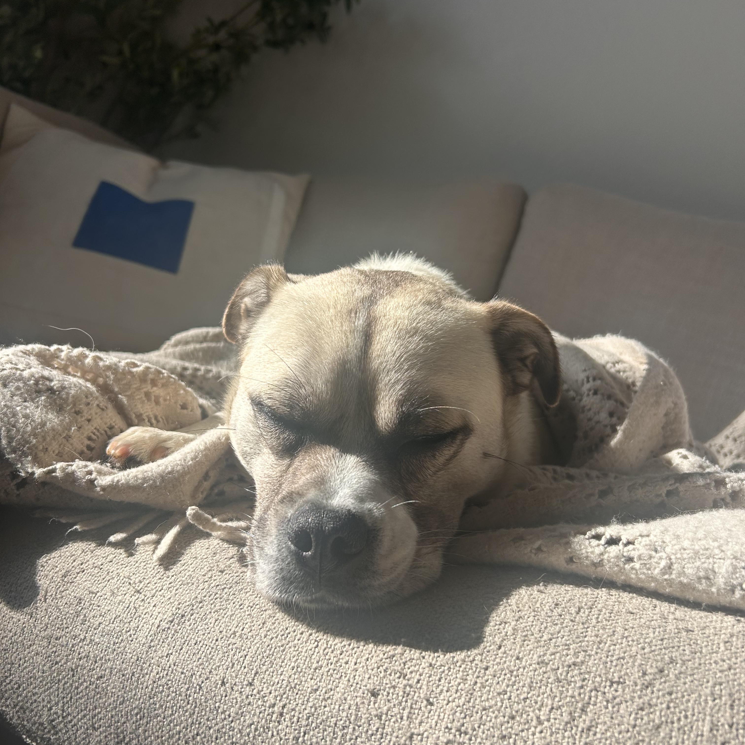 Enlarge Dax, a Adoptable mixed breed in Murrieta, CA image 4/4