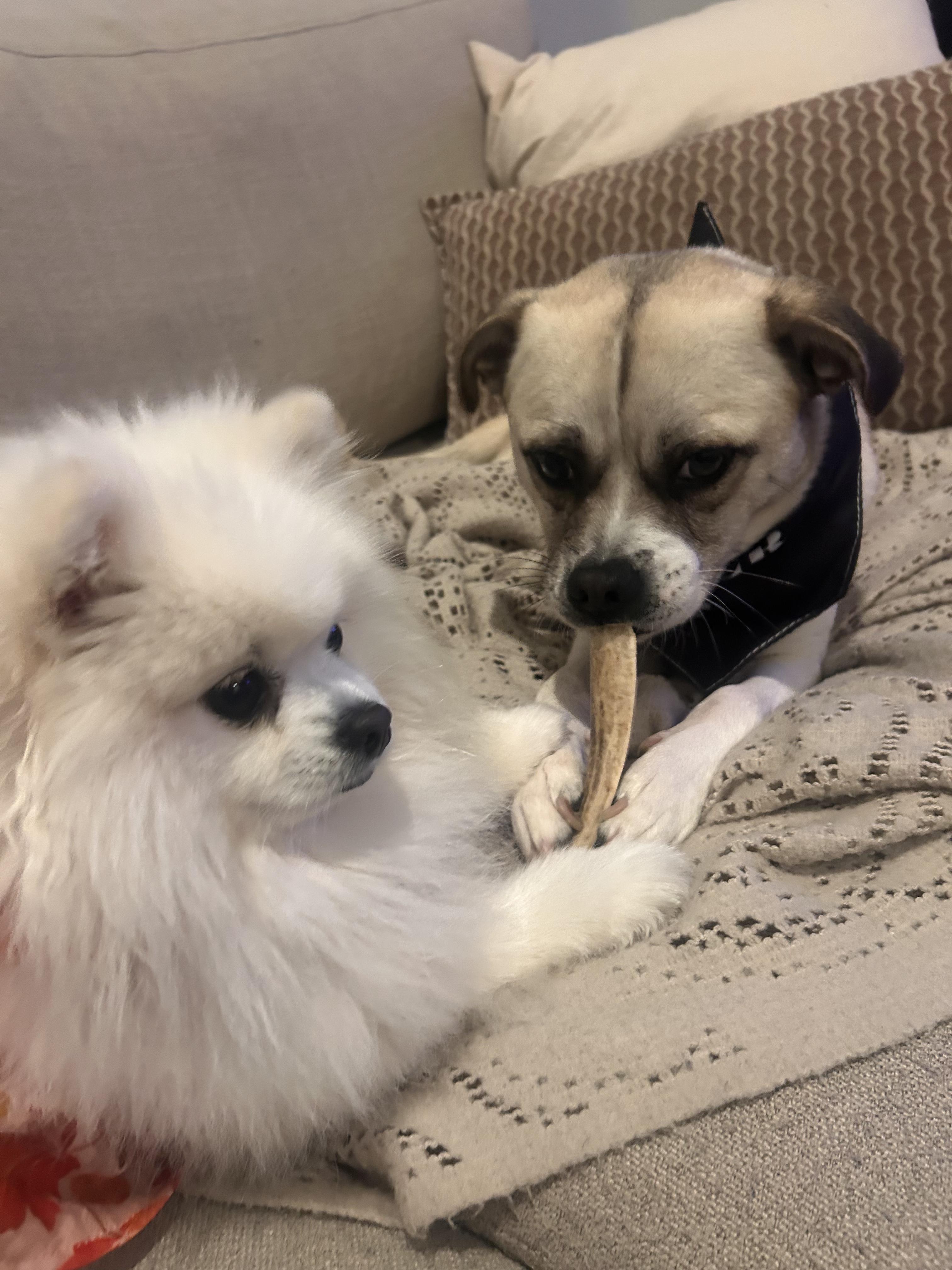 Dax, Adoptable, Adult Male Pug.