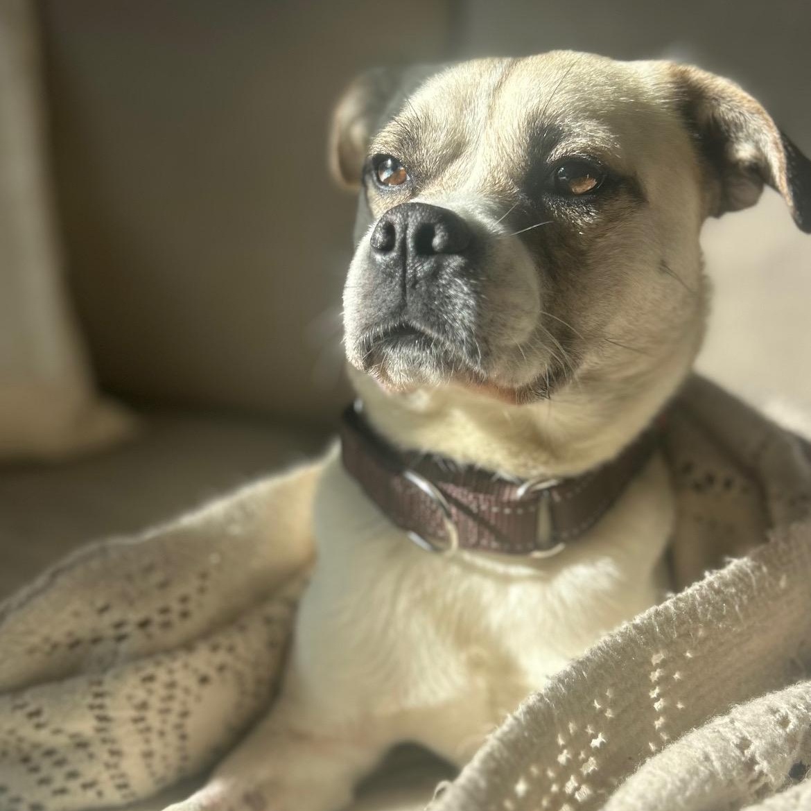 Enlarge Dax, a Adoptable mixed breed in Murrieta, CA image 3/4