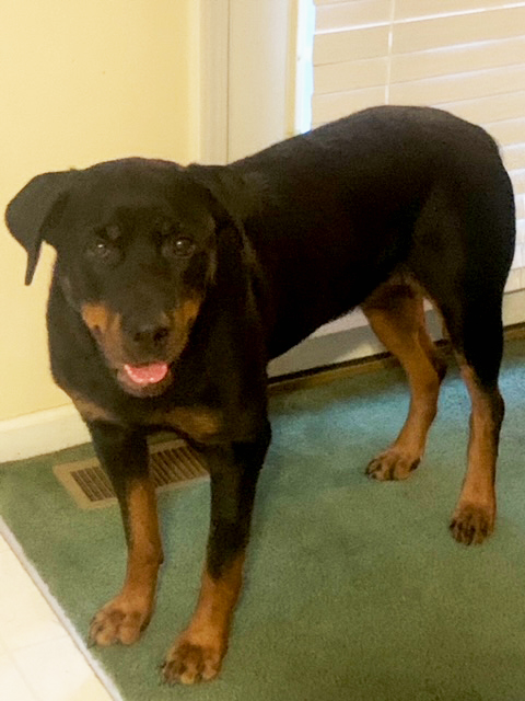 Enlarge Jada, a Adoptable mixed breed in Dallas, GA image 2/5