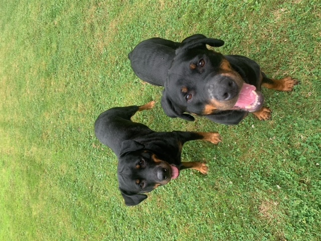 Enlarge Jada, a Adoptable mixed breed in Dallas, GA image 3/5