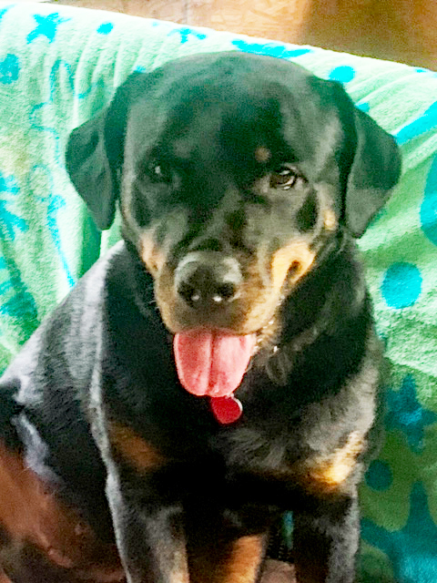 Enlarge Jada, a Adoptable mixed breed in Dallas, GA image 4/5