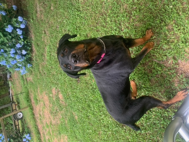 Enlarge Jada, a Adoptable mixed breed in Dallas, GA image 5/5