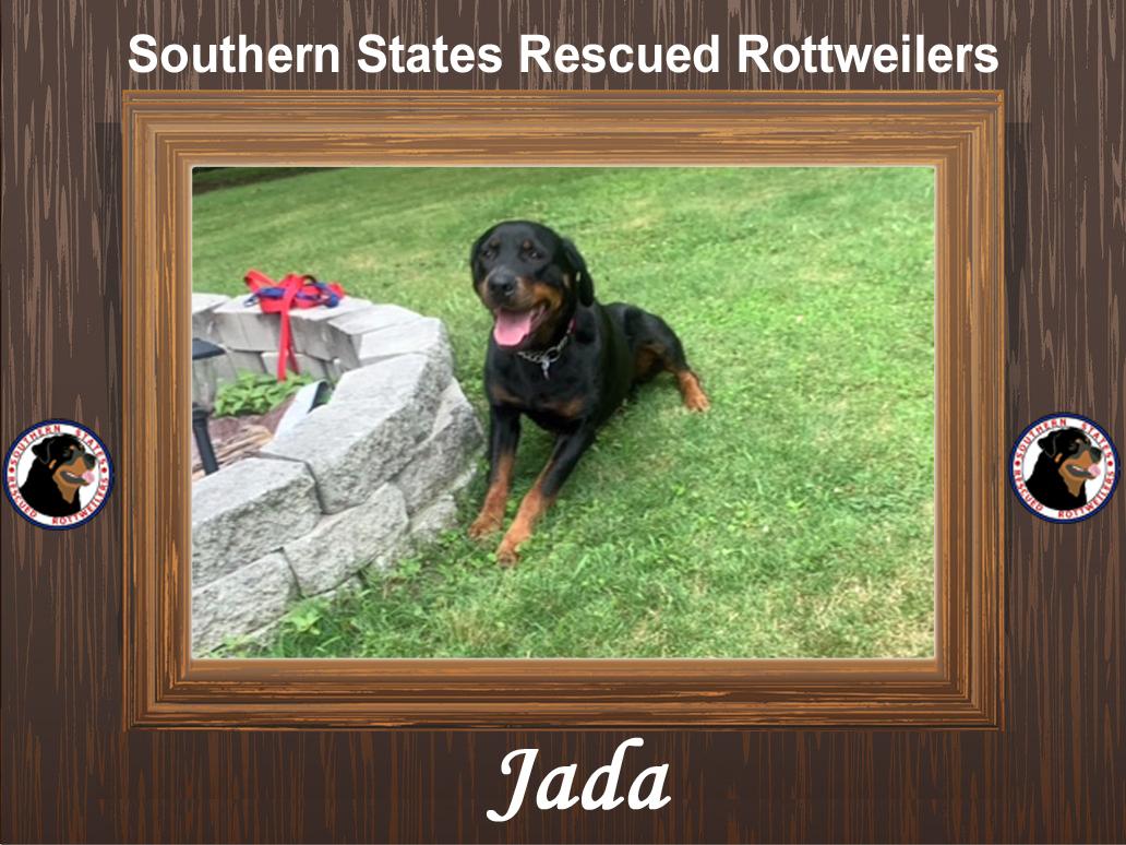 Jada, Adoptable, Adult Female Rottweiler.