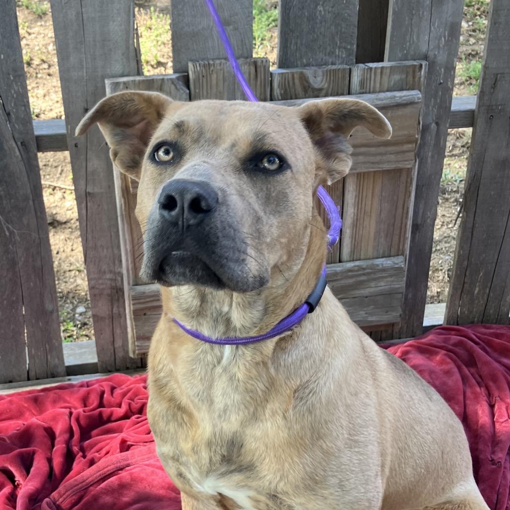 Fawn, a Adoptable Mixed Breed in Pulaski, TN image 1/6